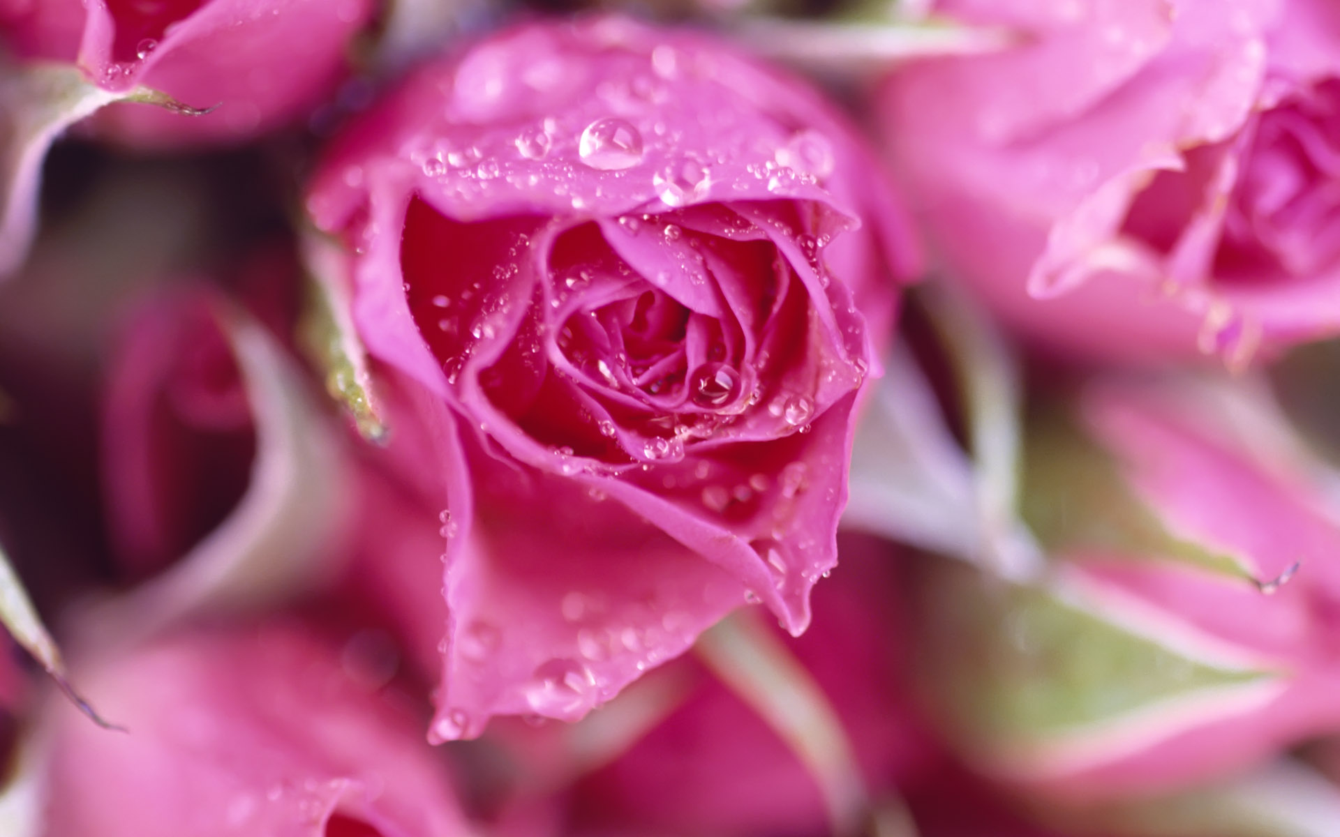 High-resolution Texture Plant Flowers - Rose Attractive Pink Rose - HD Wallpaper 