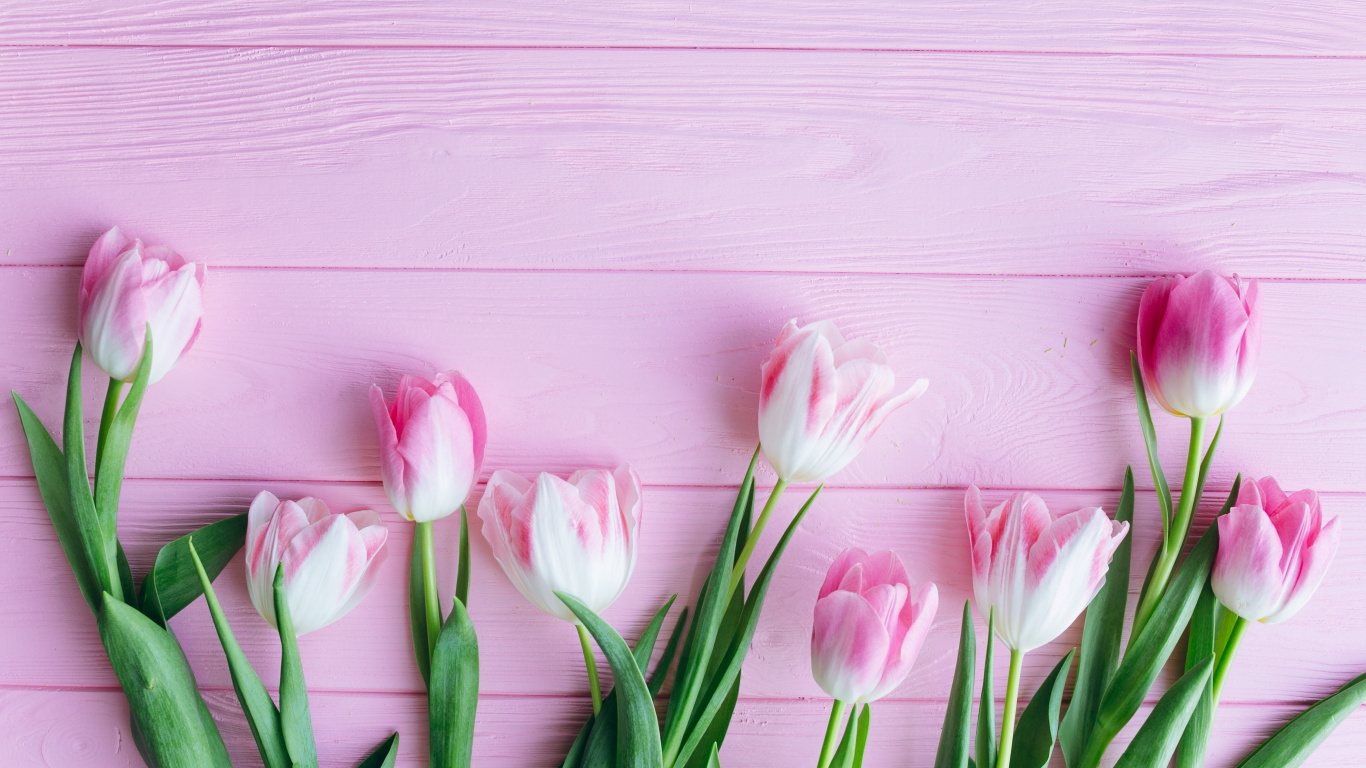 Tulip, Flowers, Fresh, Wallpaper - Tulip Wallpaper For Mobile - HD Wallpaper 
