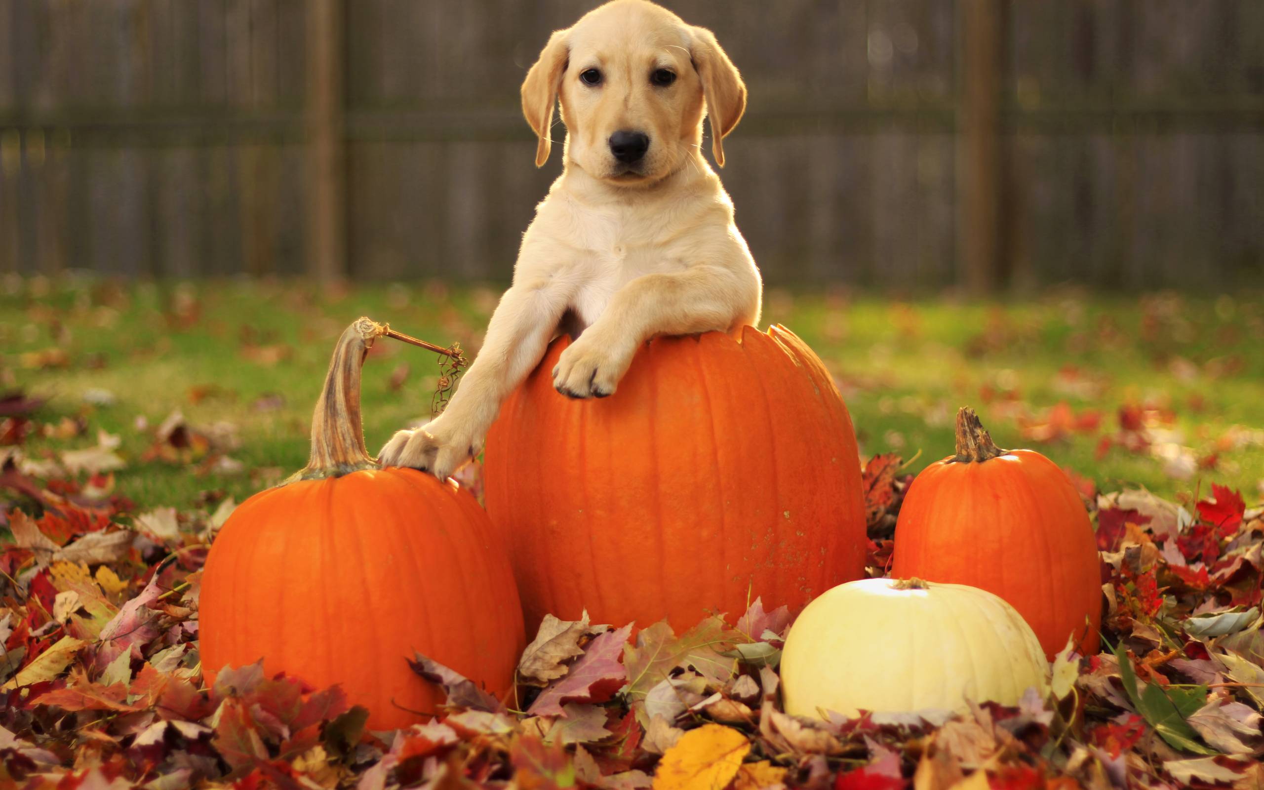 Halloween Cute Puppies - HD Wallpaper 