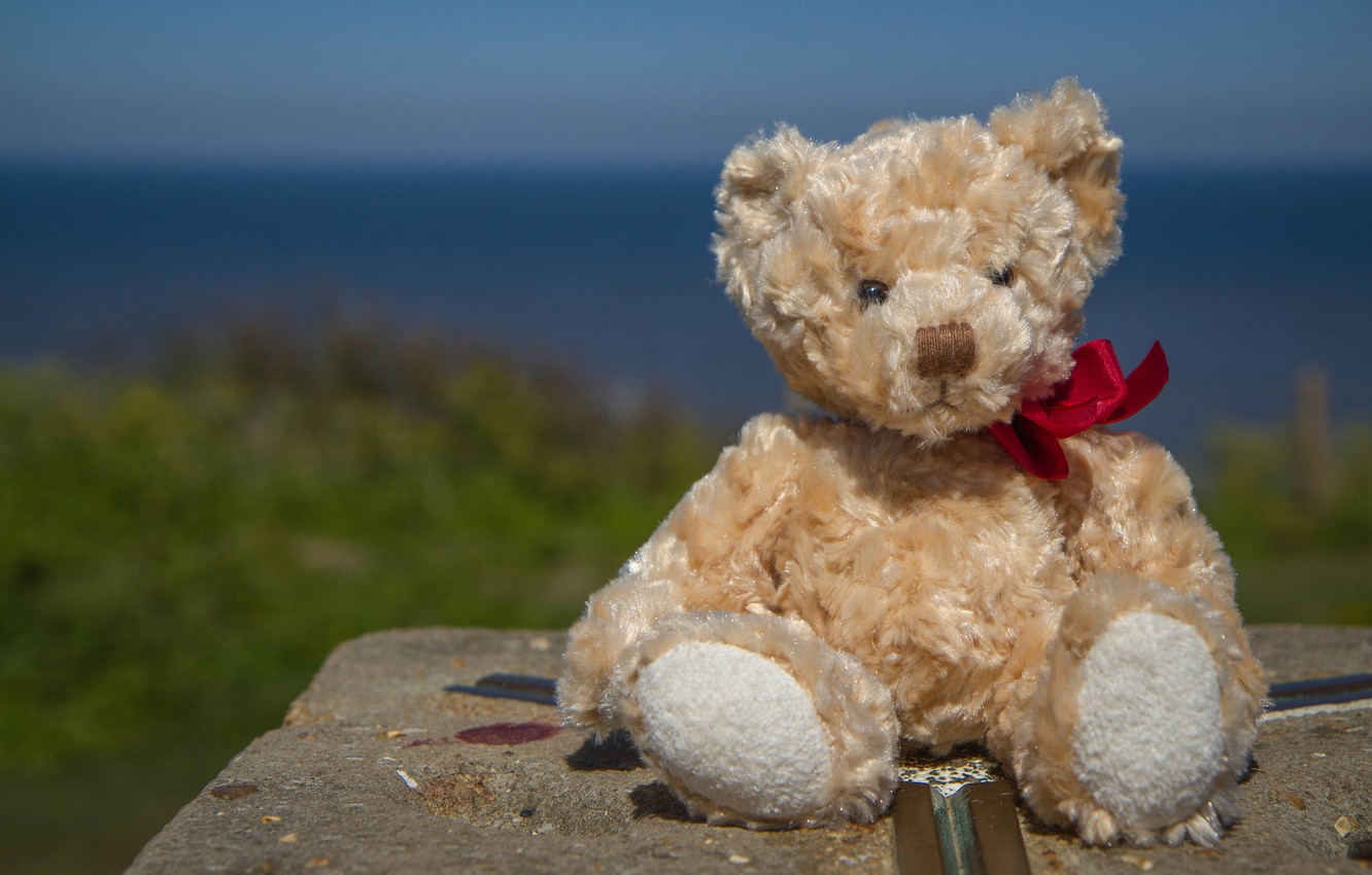 Photo Wallpaper Toy, Bear, Teddy Bear - Teddy Bear - HD Wallpaper 