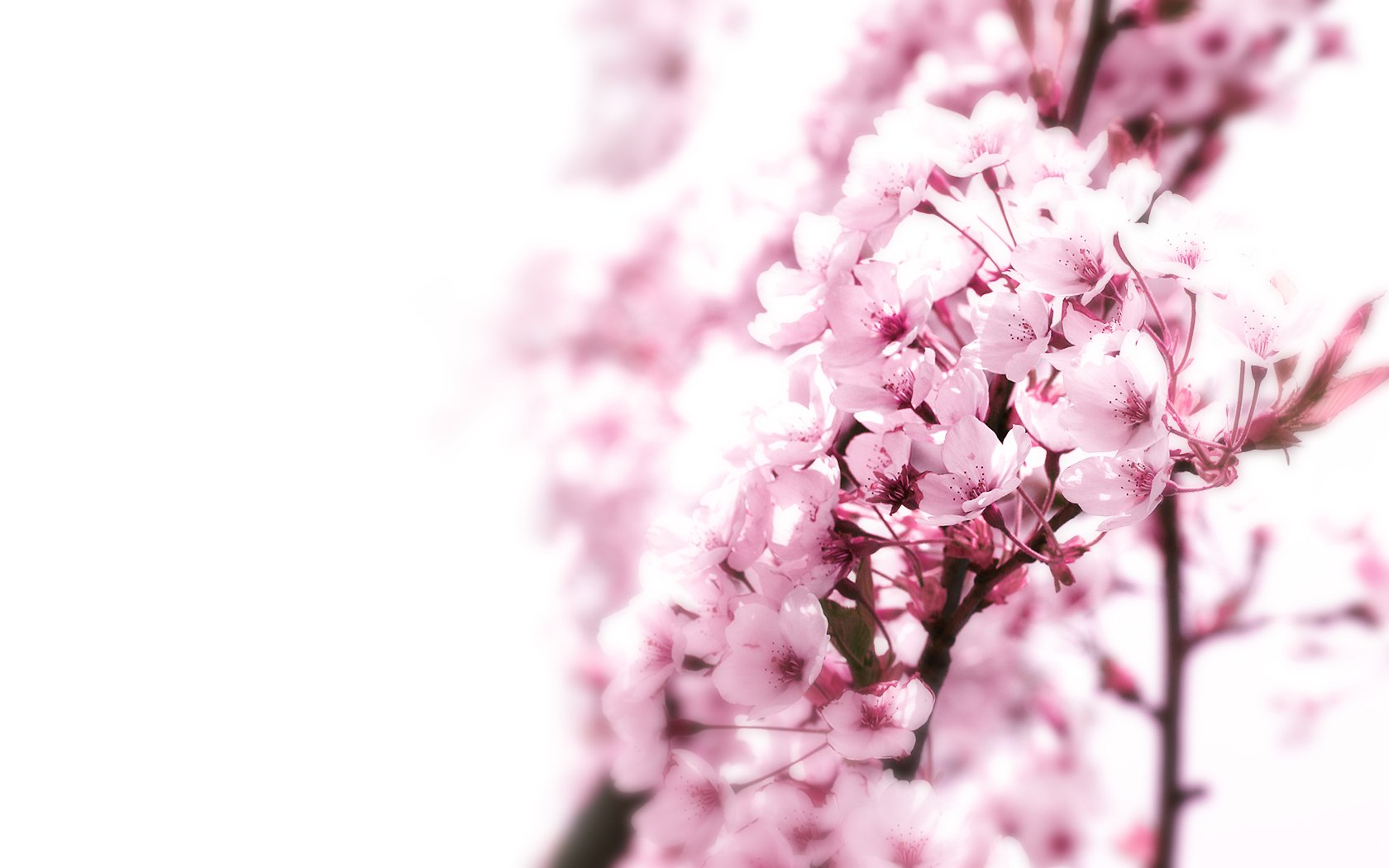 Sakura Flower - HD Wallpaper 