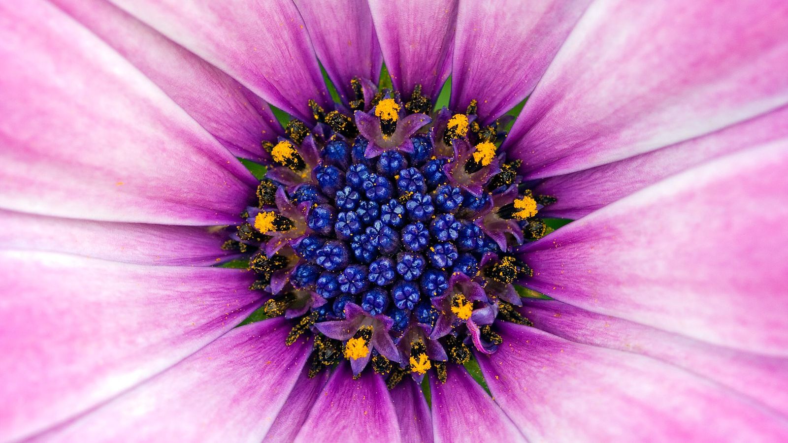 Amazing Purple Flower - Beautiful Flower Close Ups - HD Wallpaper 