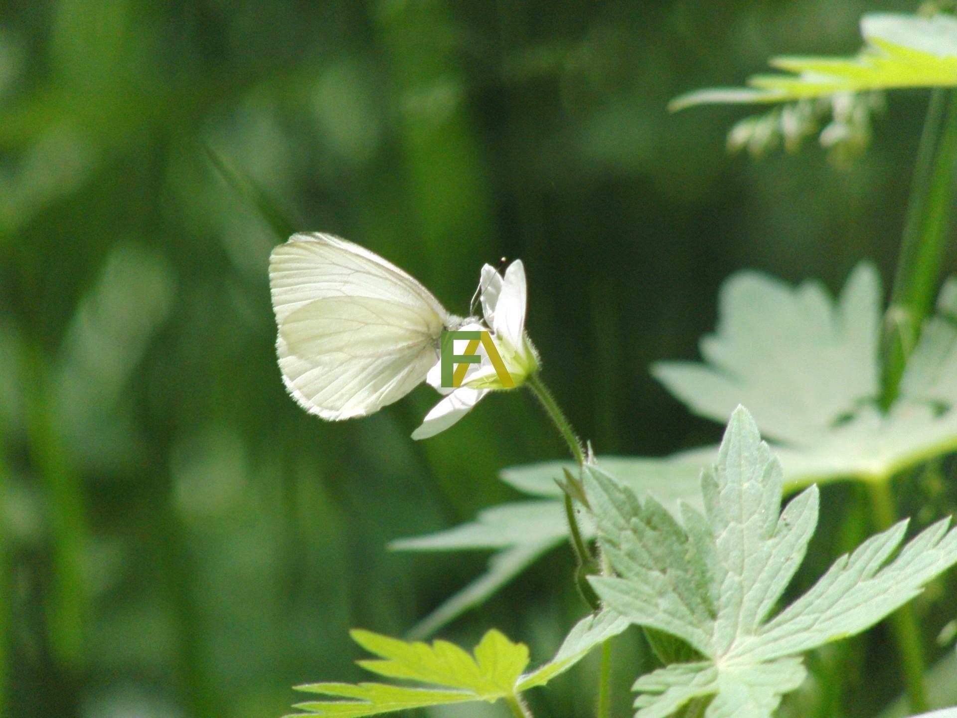 White Flower & Butterfly Desktop Wallpaper - Geraniaceae - HD Wallpaper 