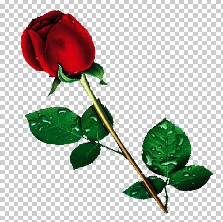 Rose Desktop Png, Clipart, Black Rose, Branch, Bud, - Rose Flower Transparent Background - HD Wallpaper 