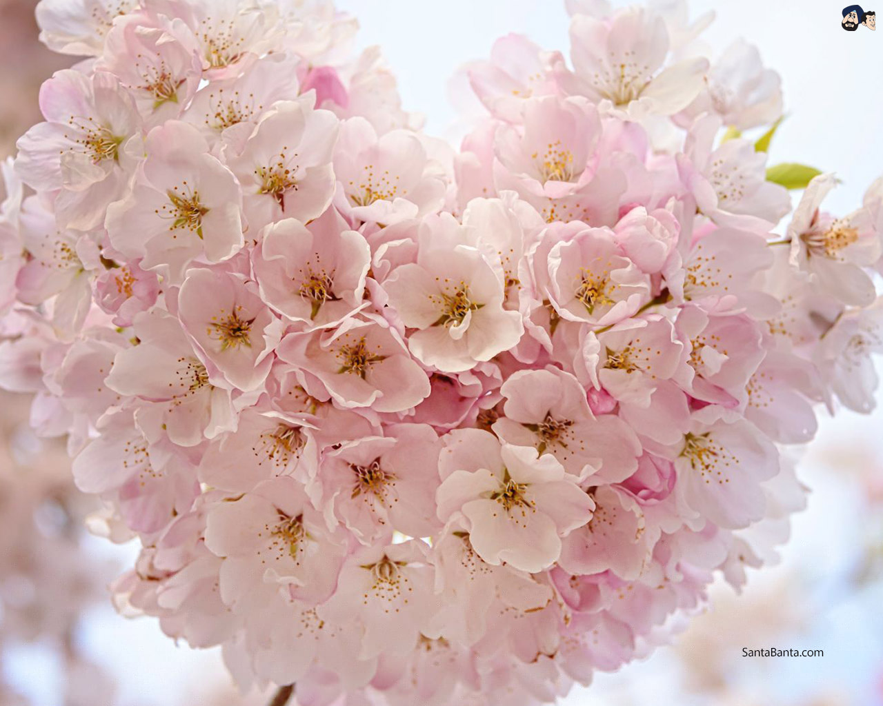 Cherry Blossoms - Heart Blossom - HD Wallpaper 