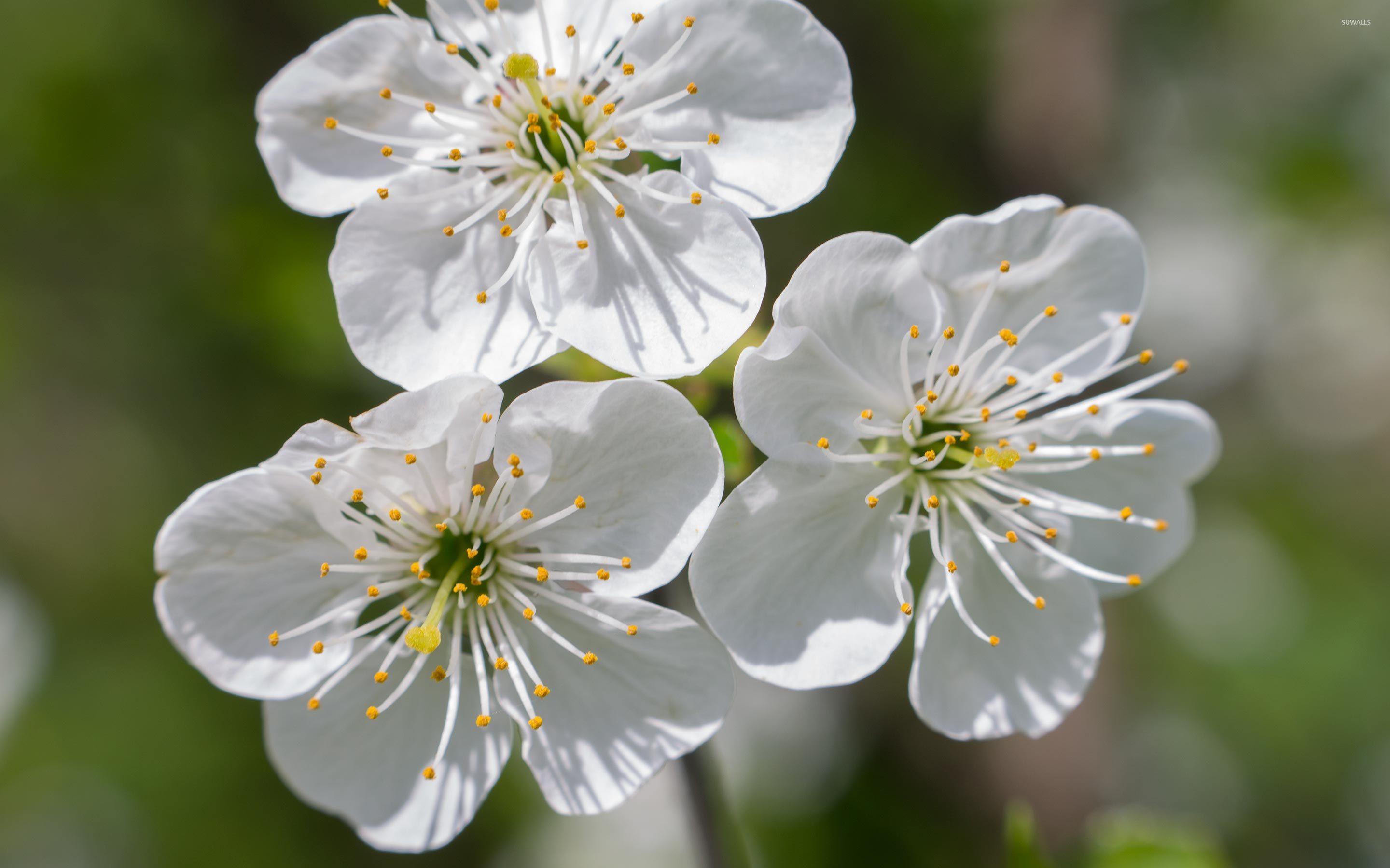 White Cherry Blossom Flower - HD Wallpaper 