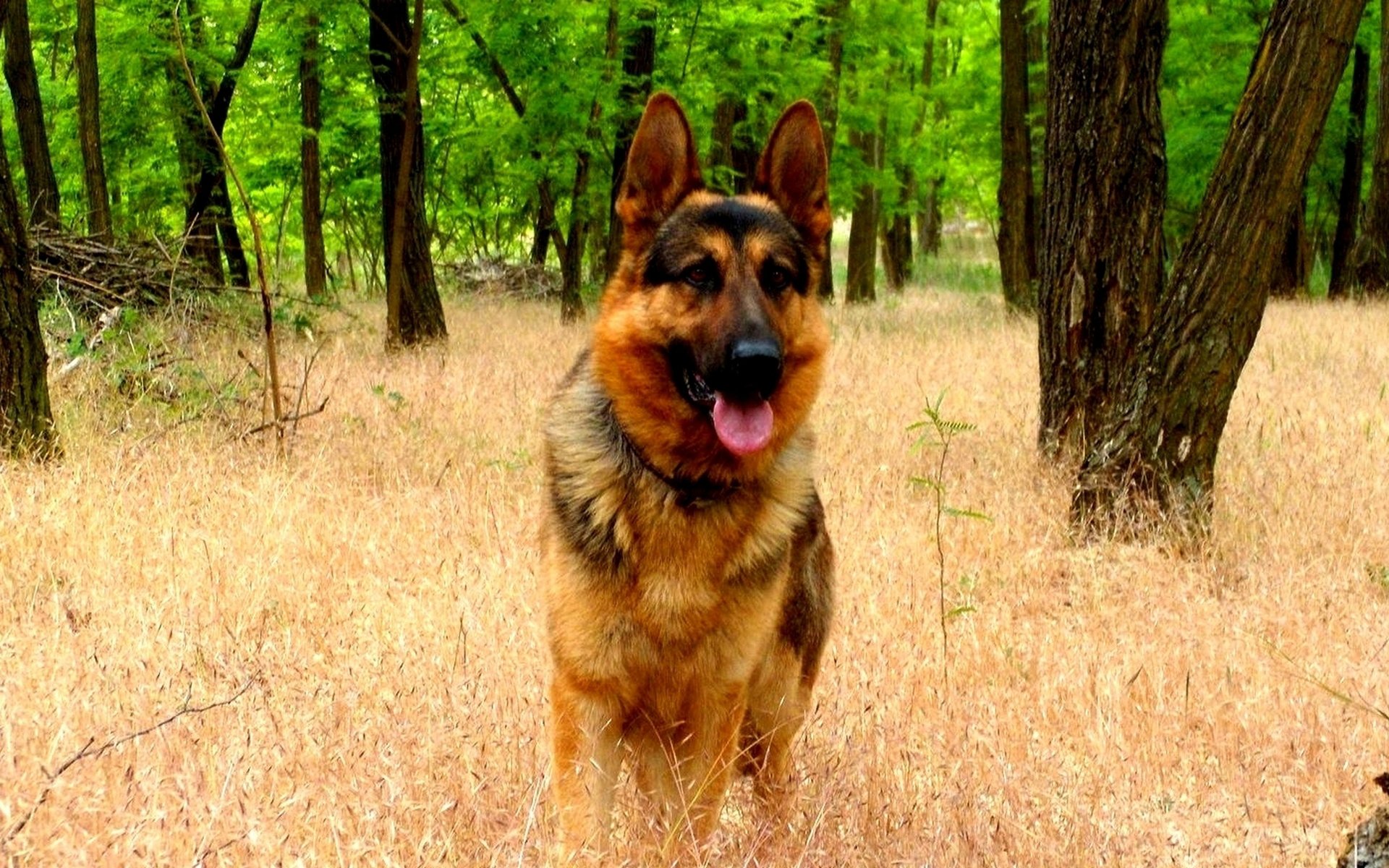 German Shepherd Wallpaper - German Shepherd Dog 4k - 1920x1200 Wallpaper - German Shepherd Wallpaper - German Shepherd Dog 4k - 1920x1200 Wallpaper -