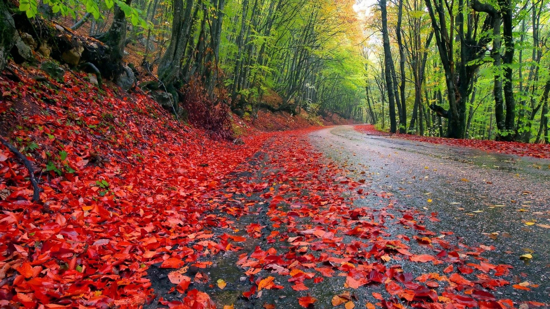 Beautiful Wallpapers Of Rainy Season - HD Wallpaper 