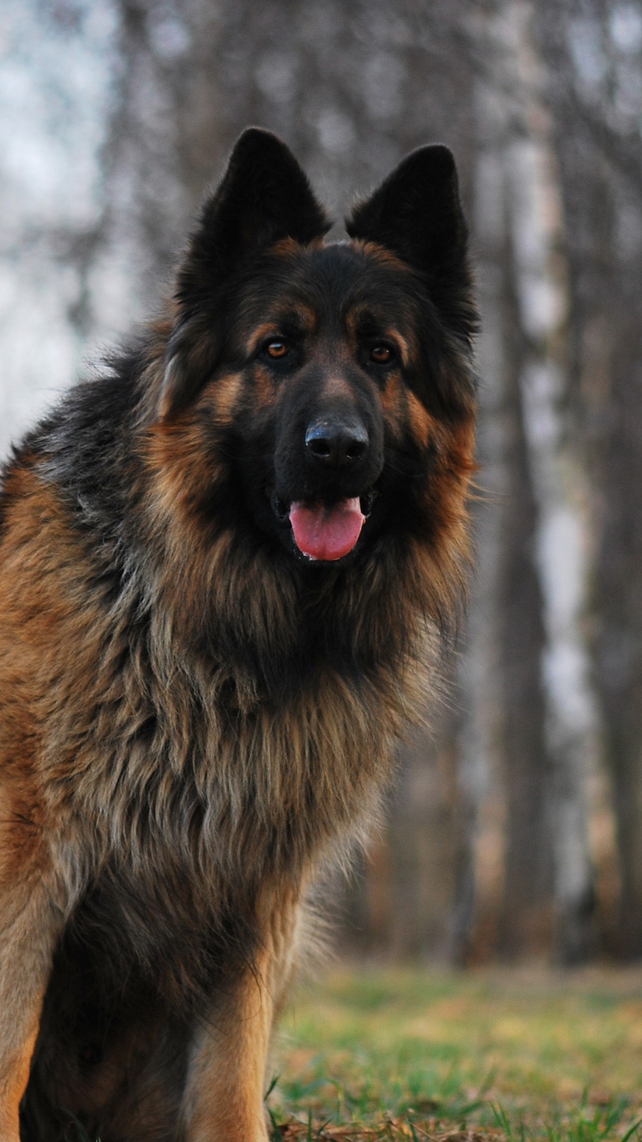 Wallpaper Dog, German Shepherd, Tired, Grass, Running - German Shepherd 1920x1080 Hd - 938x1668 Wallpaper Wallpaper Dog, German Shepherd, Tired, Grass, Running - German Shepherd 1920x1080 Hd - 938x1668 Wallpaper
