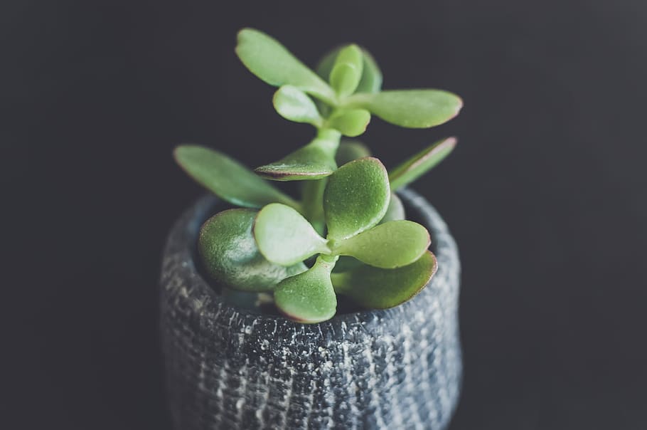 Succulent Plant, Selective Focus Photo Of Green Jade - Stonecrop Family - HD Wallpaper 