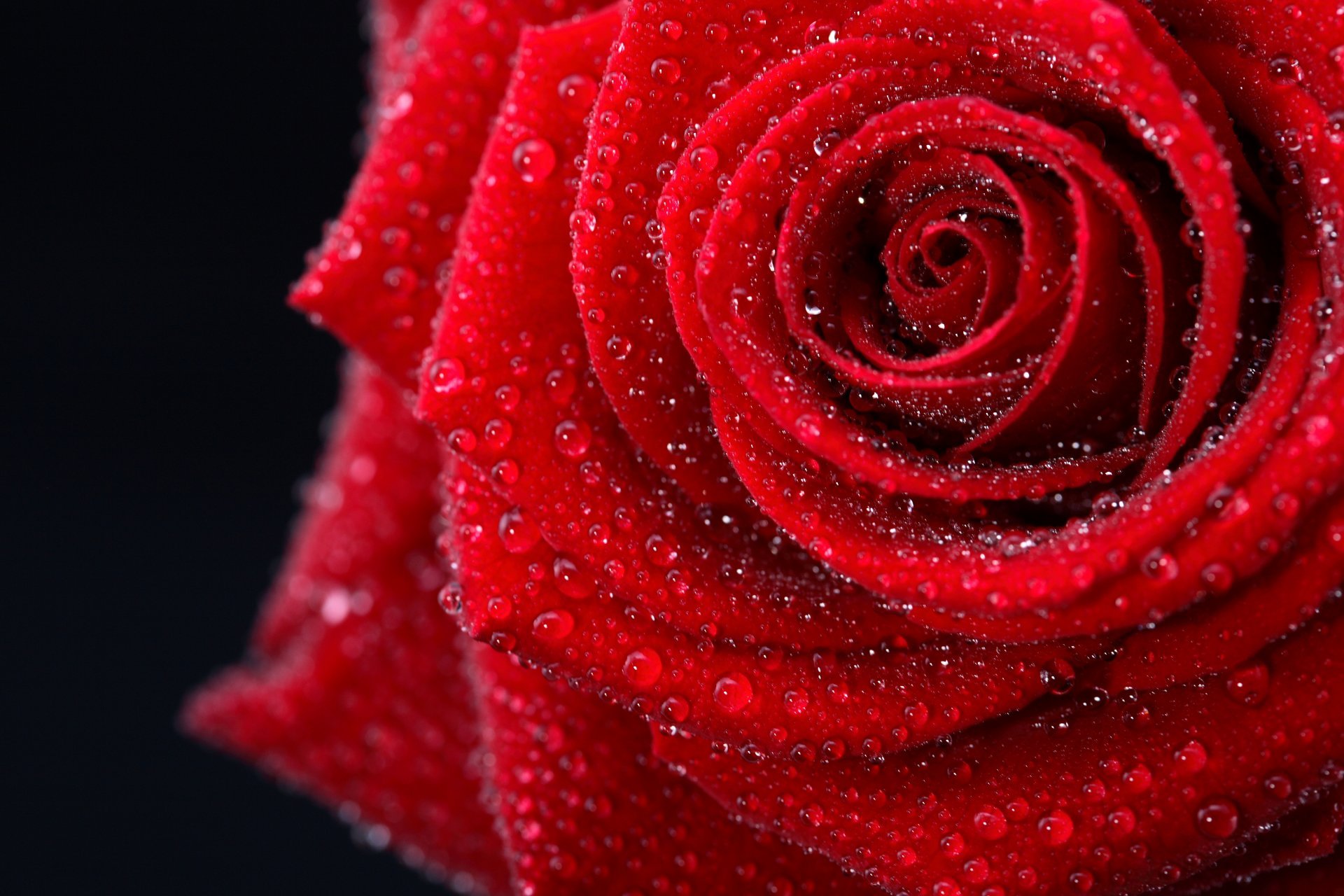 Dew Drops On Roses - HD Wallpaper 