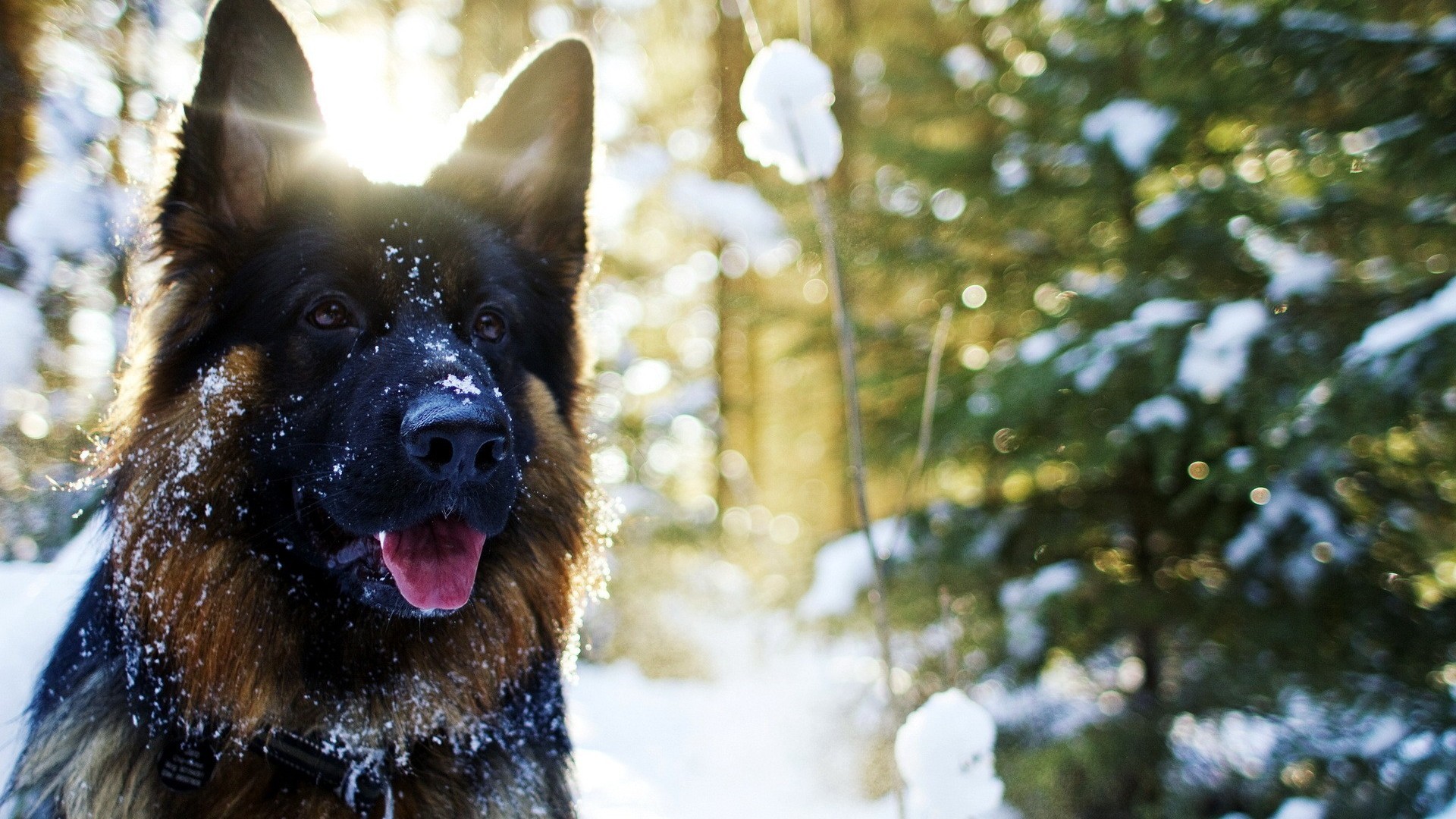 Dog, German, Shepherd, In, Snow, Sun, Shine, Hd, Wallpaper, - Keep Calm German Shepherd - HD Wallpaper 