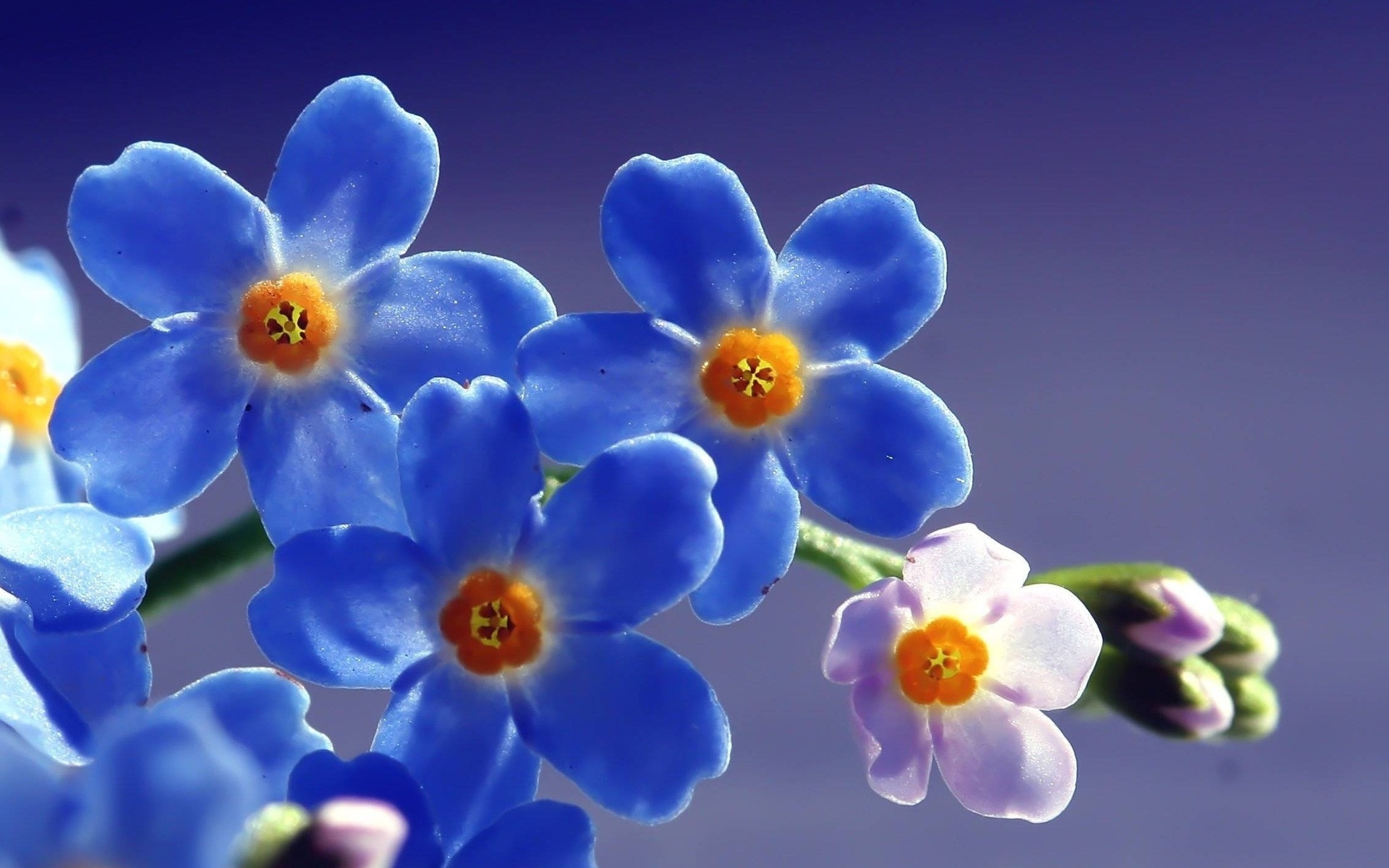 High Resolution Flower Images Free Download - 1920x1200 Wallpaper