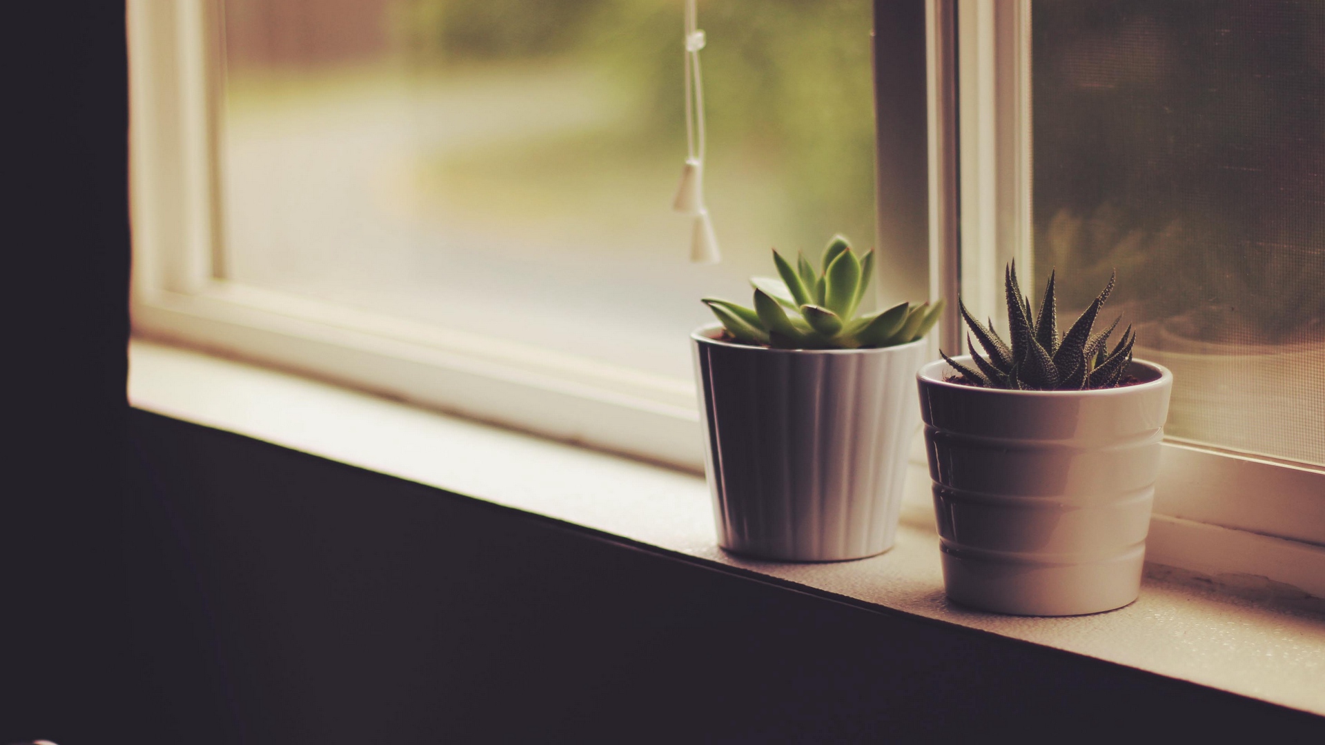 Wallpaper Flower Pots, Window Sill, Indoor Plants - Full Hd Indoor Backgrounds - HD Wallpaper 