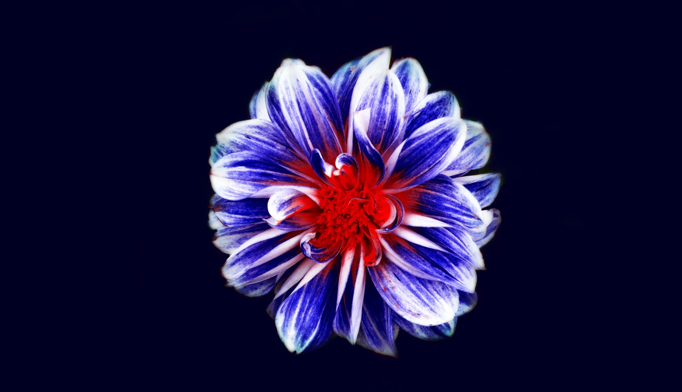 Red And Blue Flower - HD Wallpaper 