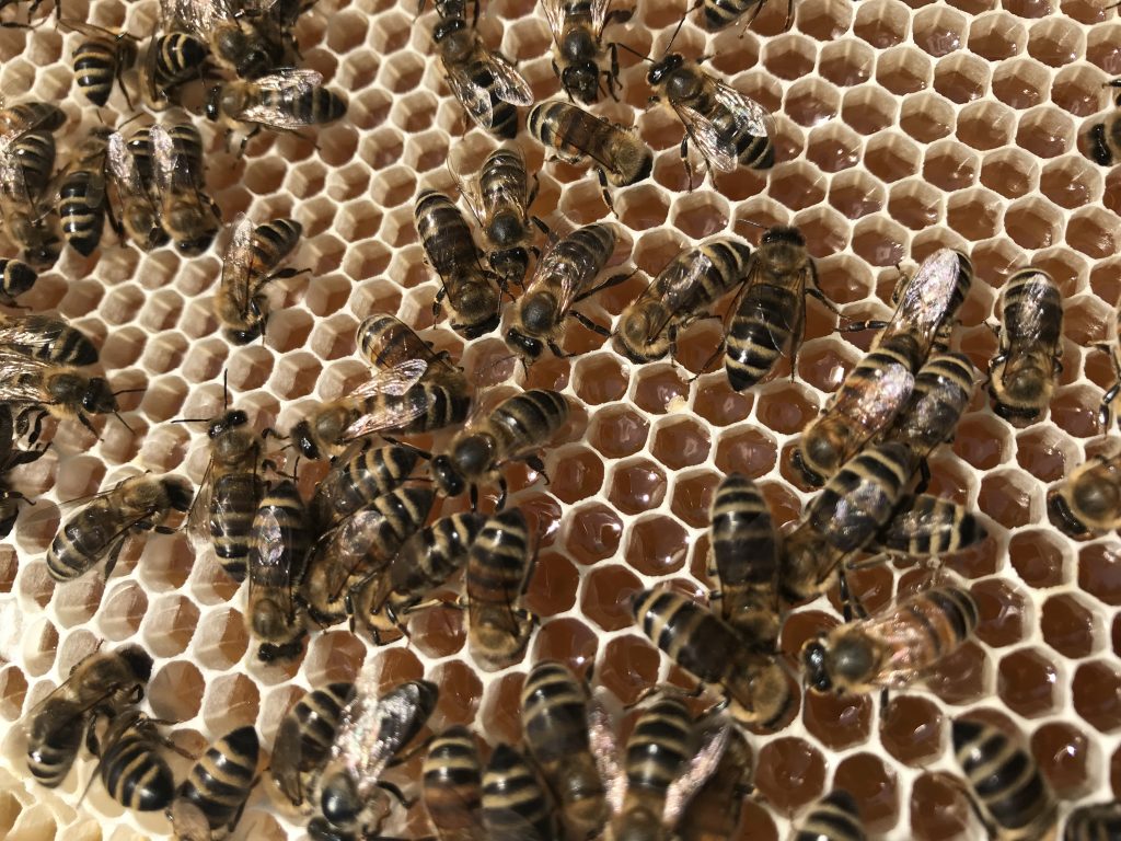 Buy Honey - Bee - HD Wallpaper 
