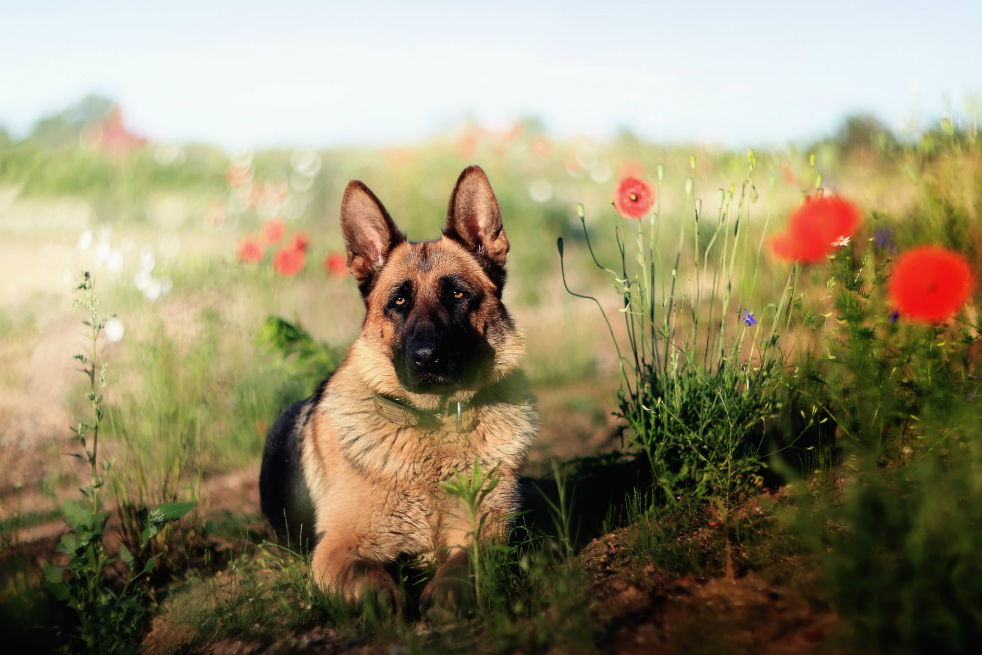 Cute German Shepherd Wallpaper Hd - HD Wallpaper 