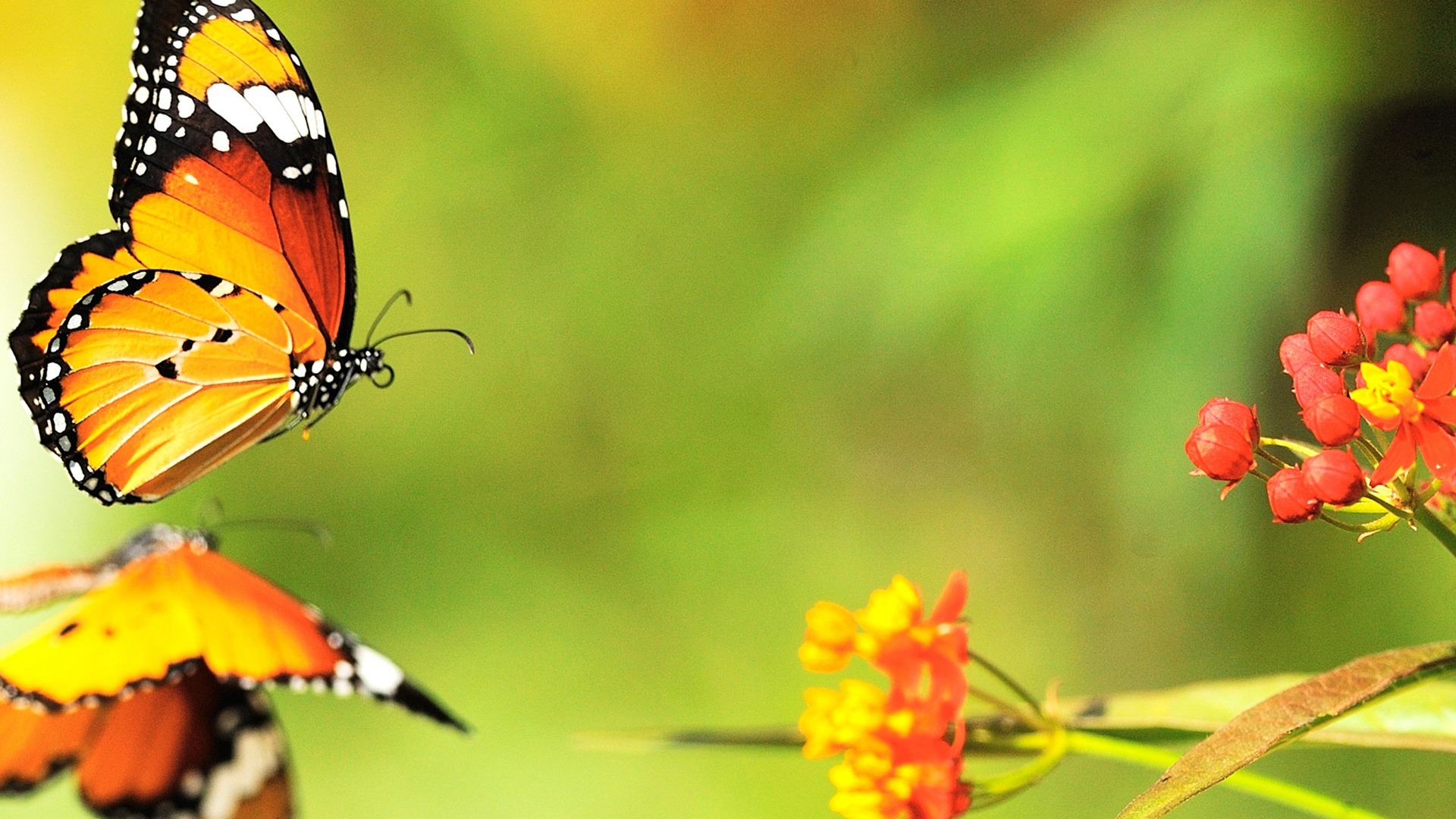 High Definition Wallpapers Butterfly - HD Wallpaper 