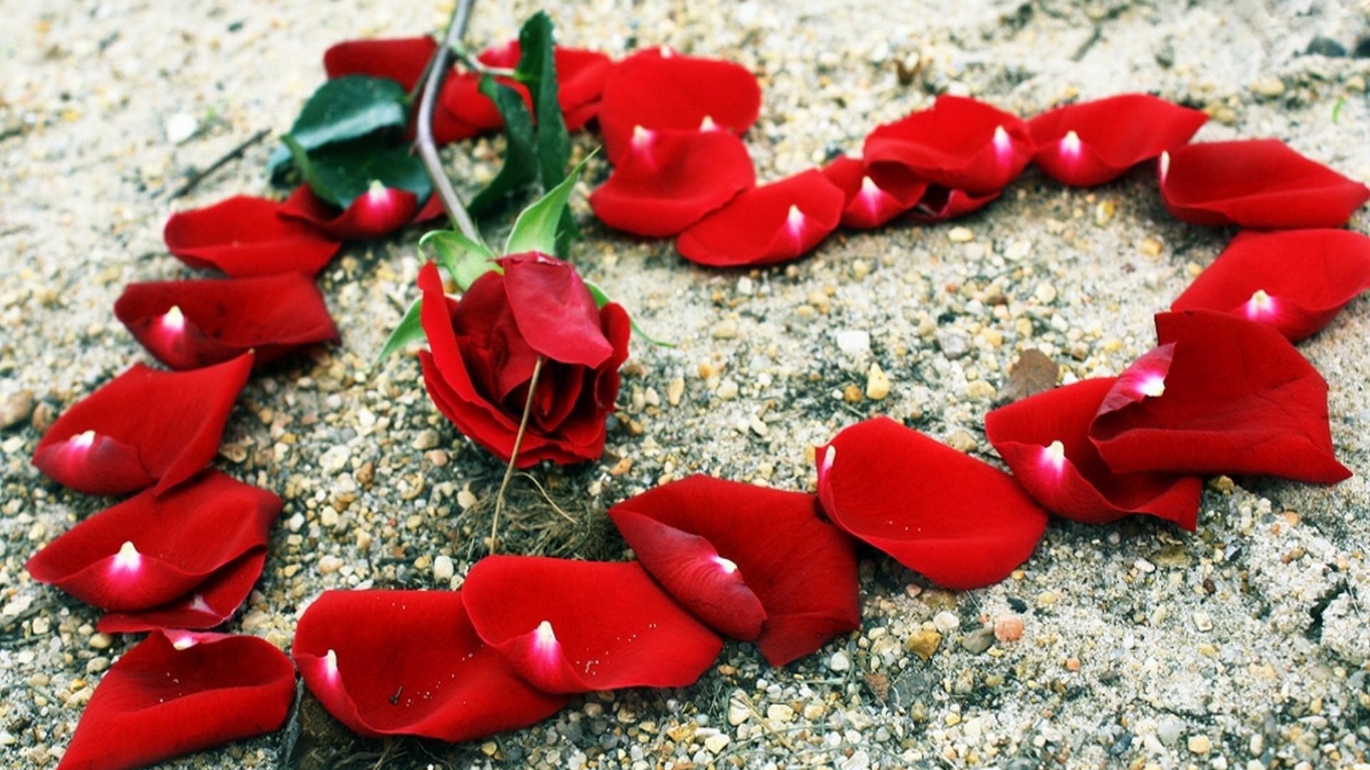 Wallpaper Rose, Petals, Heart, Stones, Romance - Red Rose For Love - HD Wallpaper 