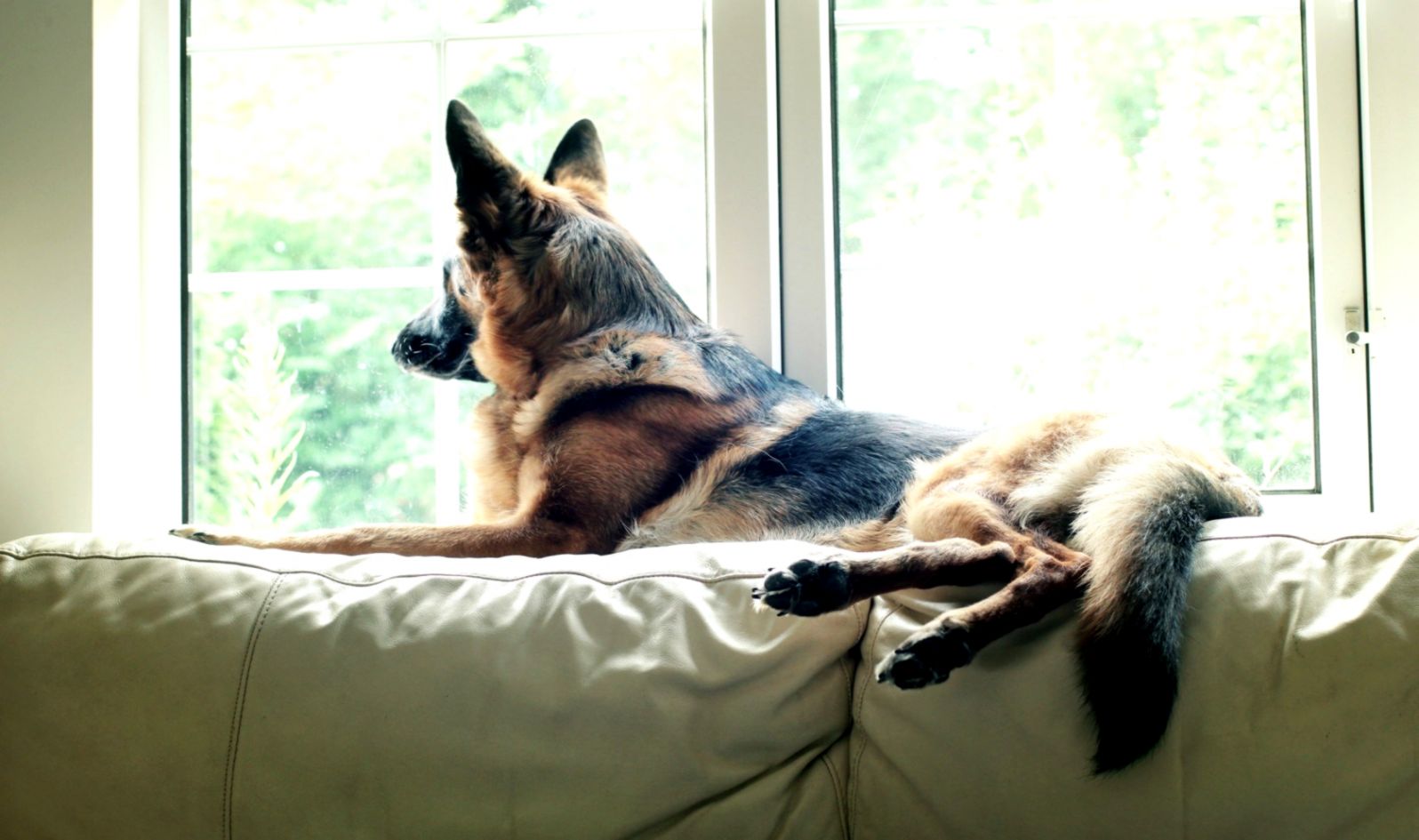 11 Incredible Facts About German Shepherds Stay At - My Dog Is Waiting For Me - HD Wallpaper 