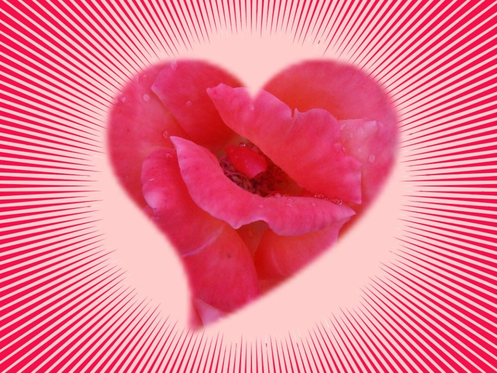 Rose Heart - May Wallpaper Hearts - HD Wallpaper 