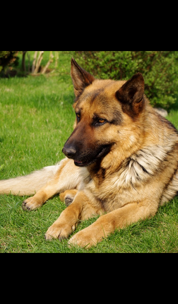 Немецкая Овчарка Обои Для Рабочего Стола - HD Wallpaper 