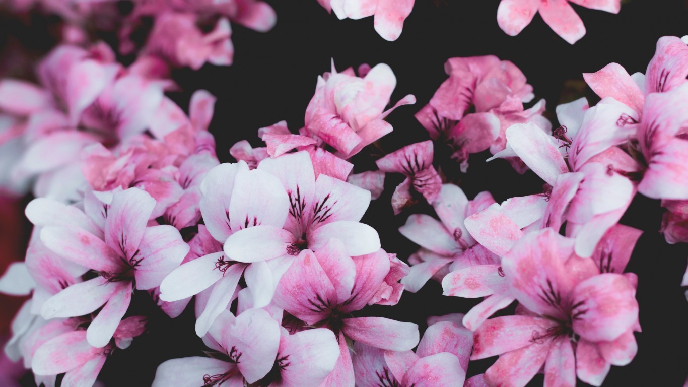 Pink Flowers, Geranium, Petals, Blossom - Wallpaper - HD Wallpaper 