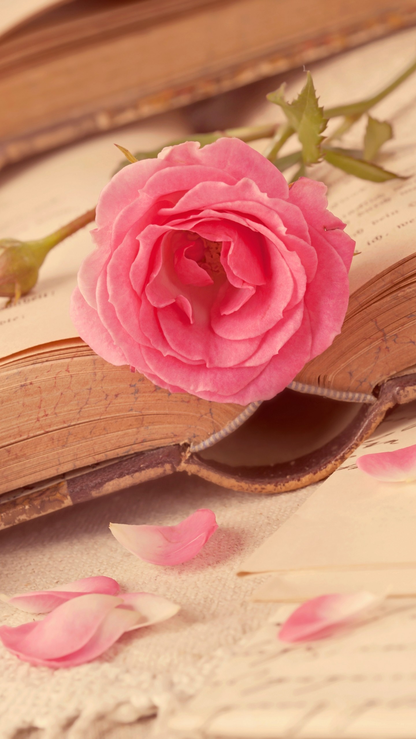 Flower Rose On Book - HD Wallpaper 