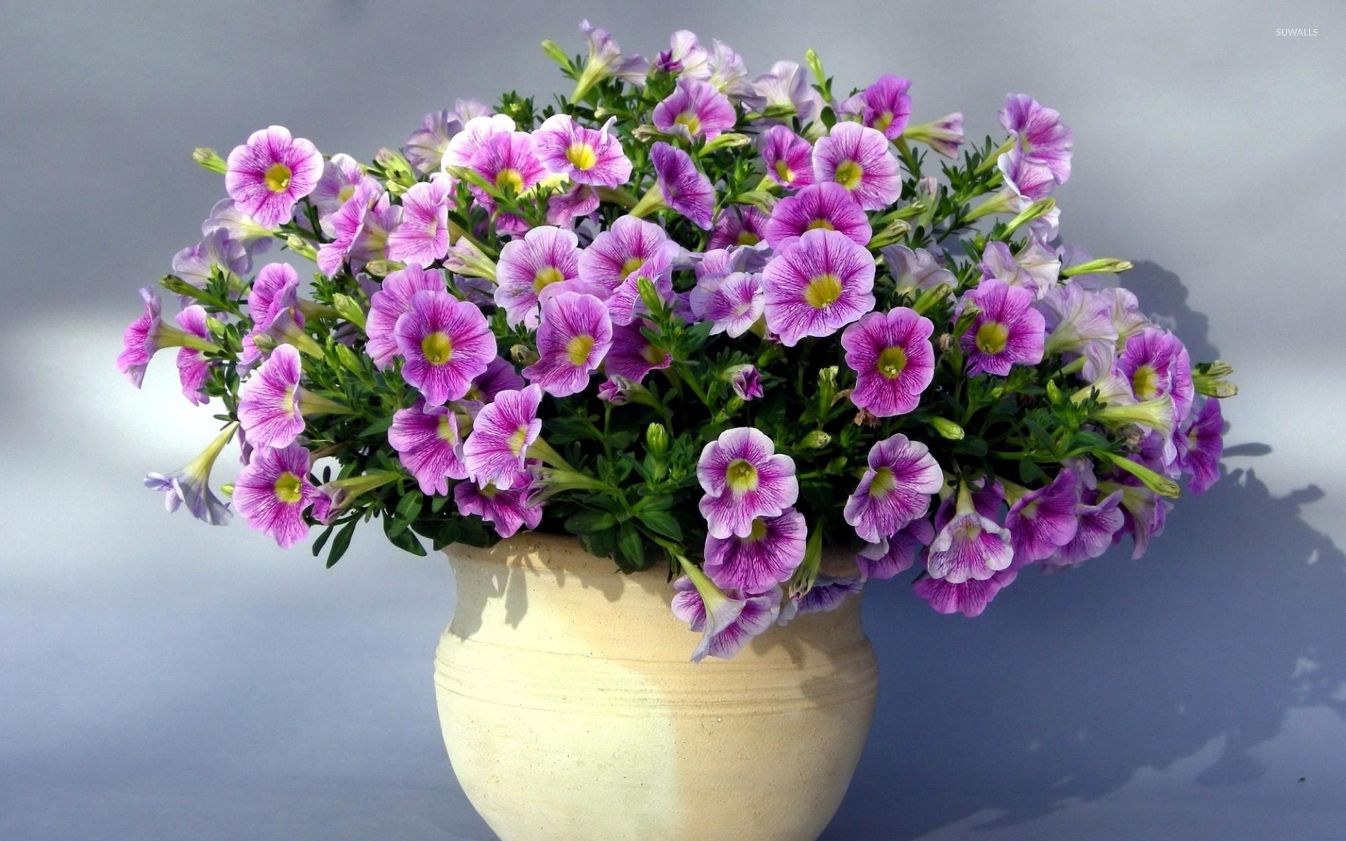 Flowers In Vase 4k - HD Wallpaper 