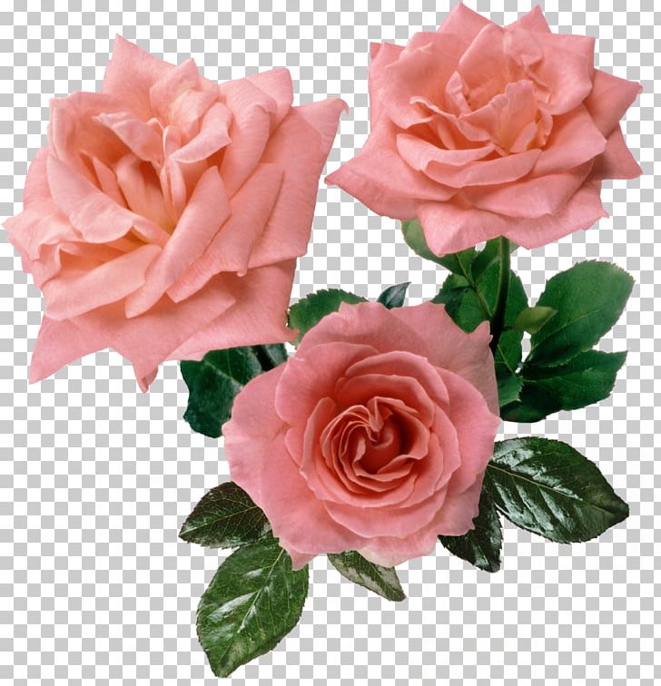 Rose Desktop Pink Png, Clipart, Artificial Flower, - Rose - HD Wallpaper 