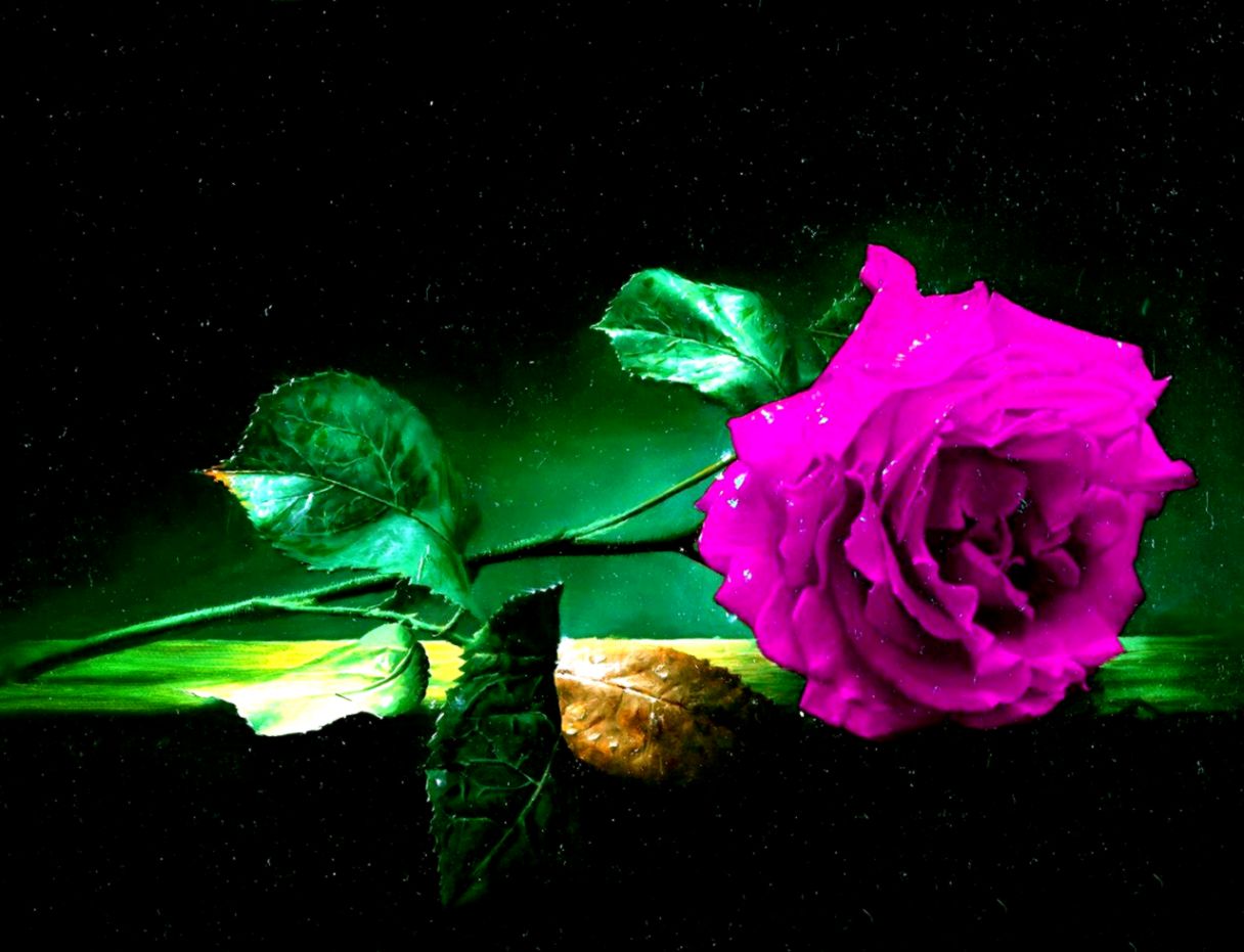 High Resolution Wallpapers Widescreen Flower - Blue Rose Facebook Cover - HD Wallpaper 