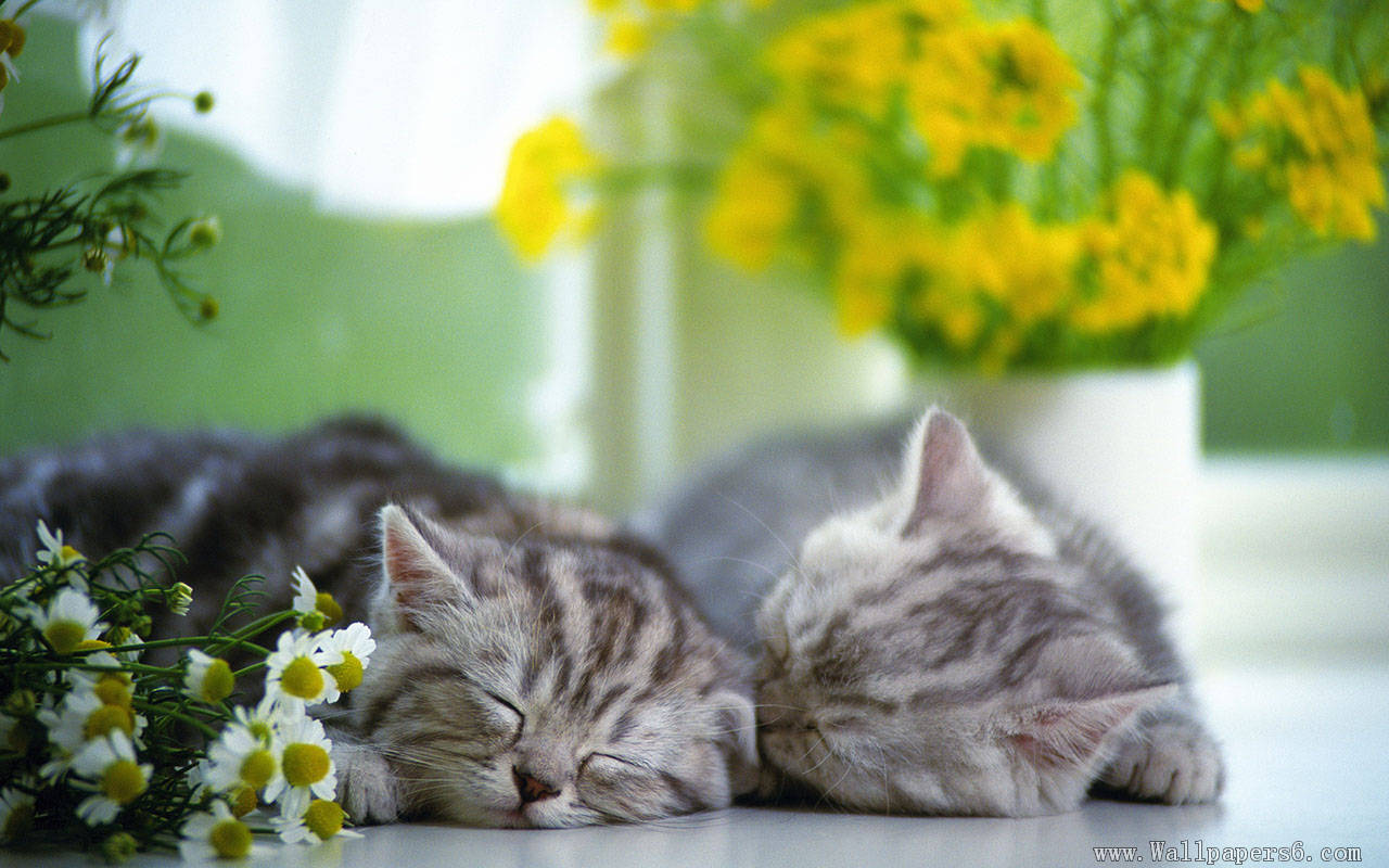 Wallpapers Free Download Wallpapers,windows Xp Desktop - Two Cat Wallpaper Hd - HD Wallpaper 