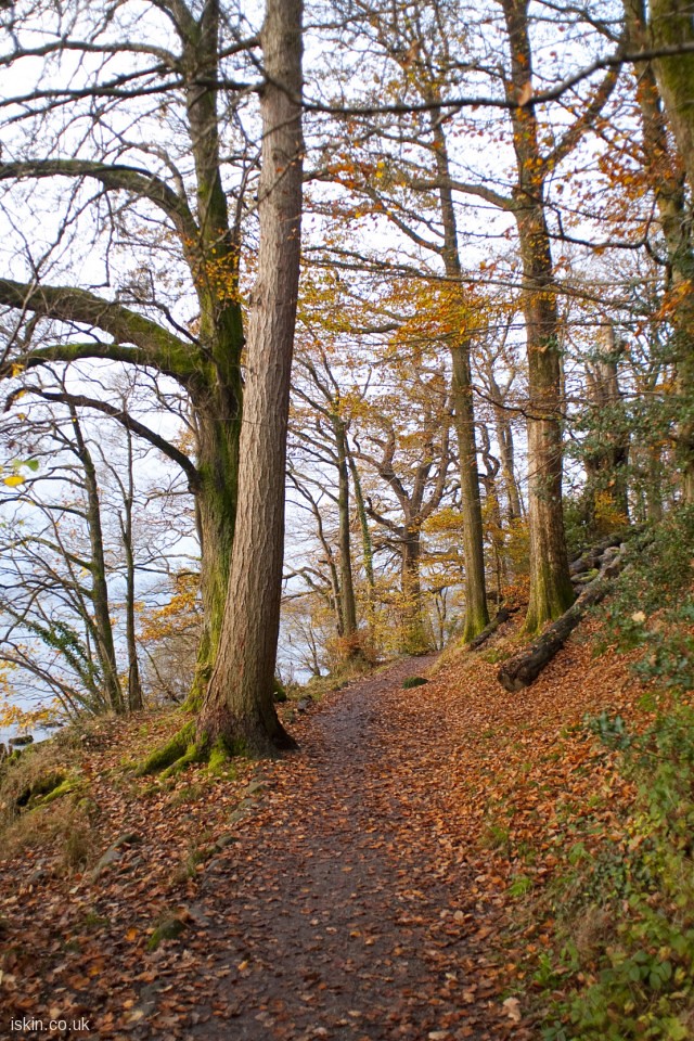 Bare Autumn Trees Background - HD Wallpaper 