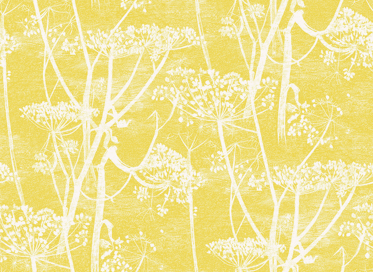 Cole & Son Cow Parsley Wallcovering - Hvit Og Gul Tapet - HD Wallpaper 