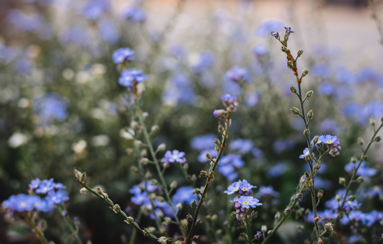 Photo Wallpaper Flowers, Nature, Flower, Plant, Garden, - พื้น หลัง ดอกไม้ เบลอ - HD Wallpaper 
