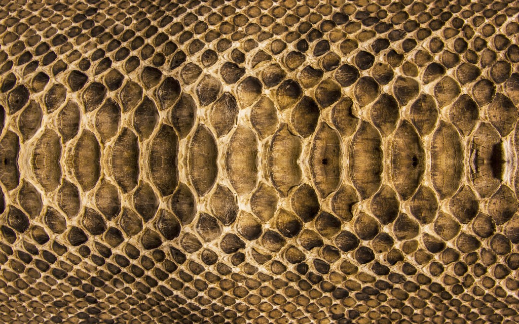 High Resolution Snake Skin - HD Wallpaper 