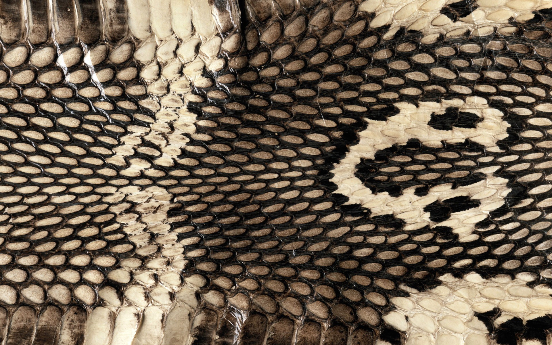 29, Snakeskin, Wallpapers Sara Costa - King Cobra Snake Skin - HD Wallpaper 