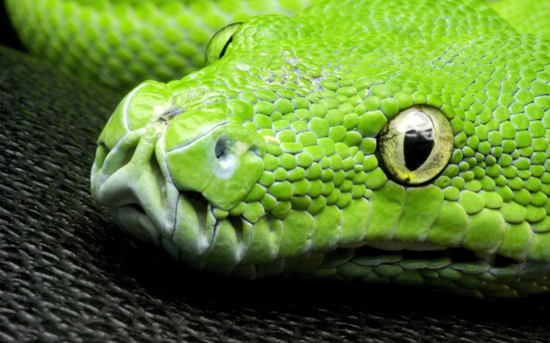 Wallpaper Green Snake, Eyes, Scales, Head Close-up - Snake Eyes And Scales - HD Wallpaper 