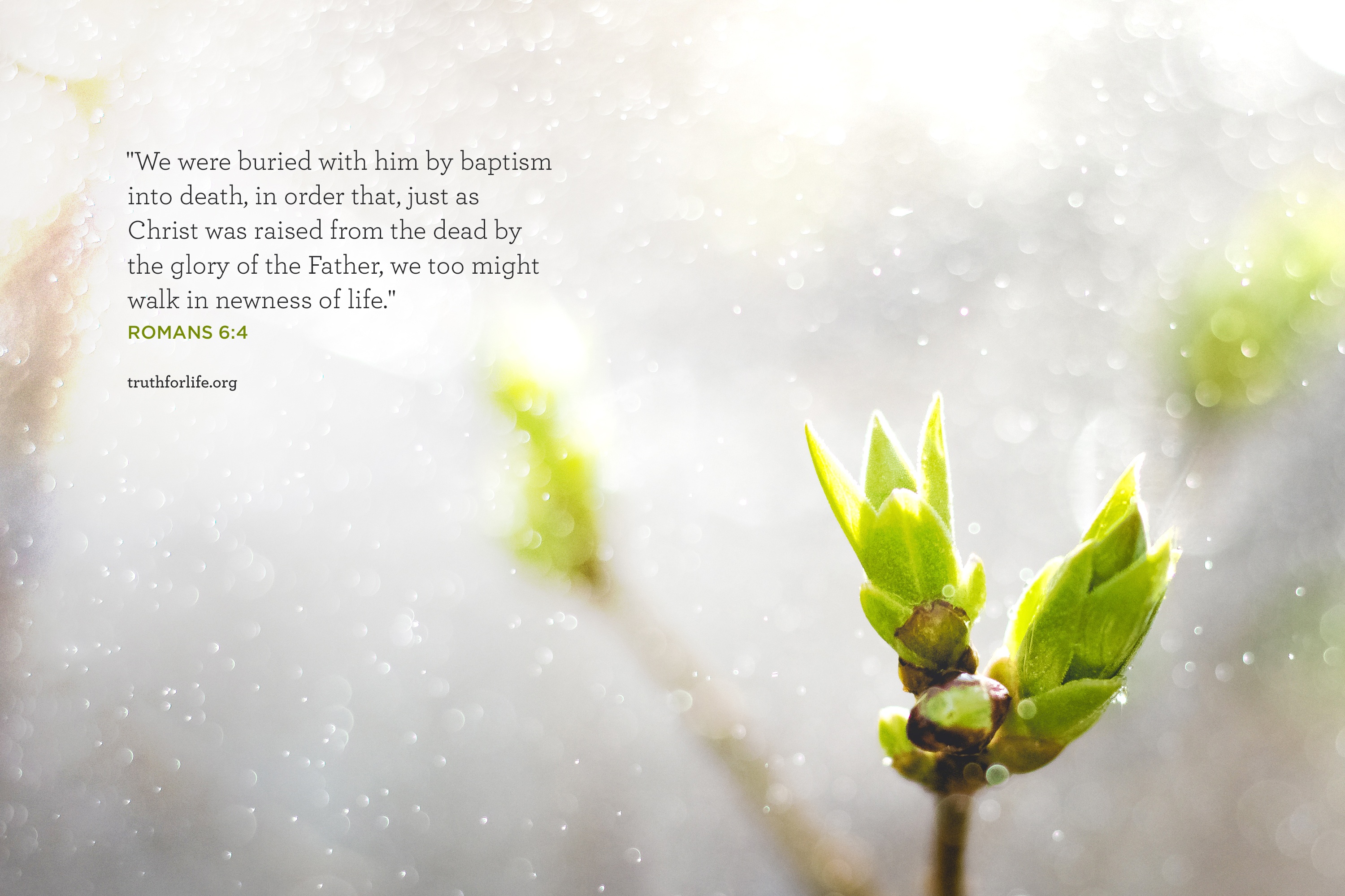 Macro Photography - HD Wallpaper 