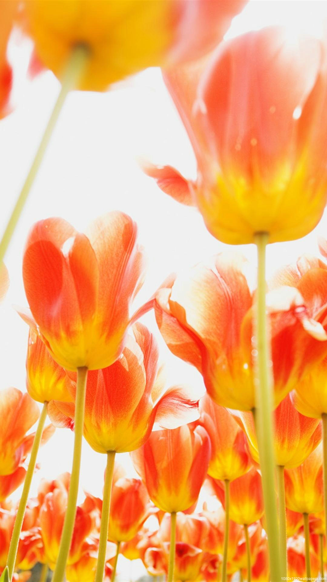 Tulip Flowers Flori Wallpapers Hd - Очень Красивые Цветы На Рабочий Стол - HD Wallpaper 