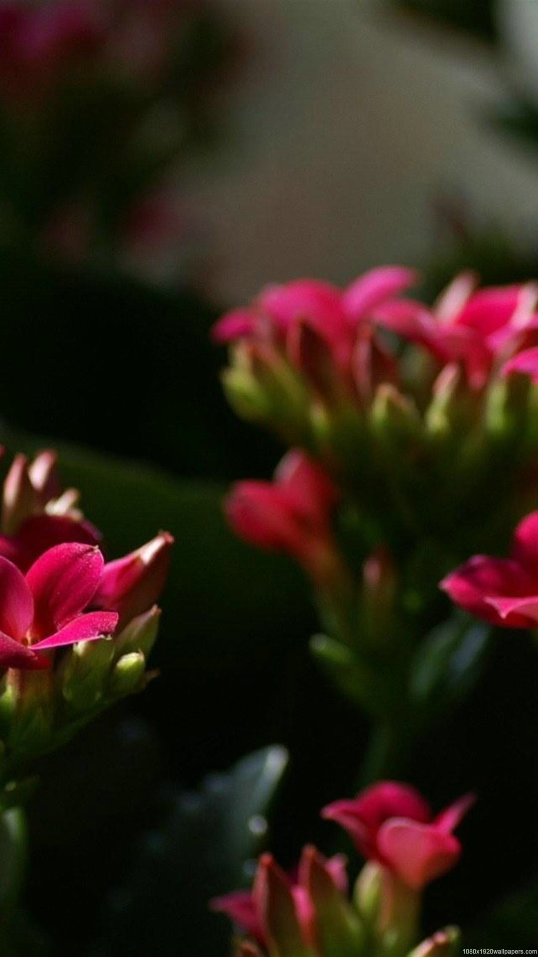 Flower Flori Wallpapers Hd - Small Red Flower With 4 Petals - HD Wallpaper 