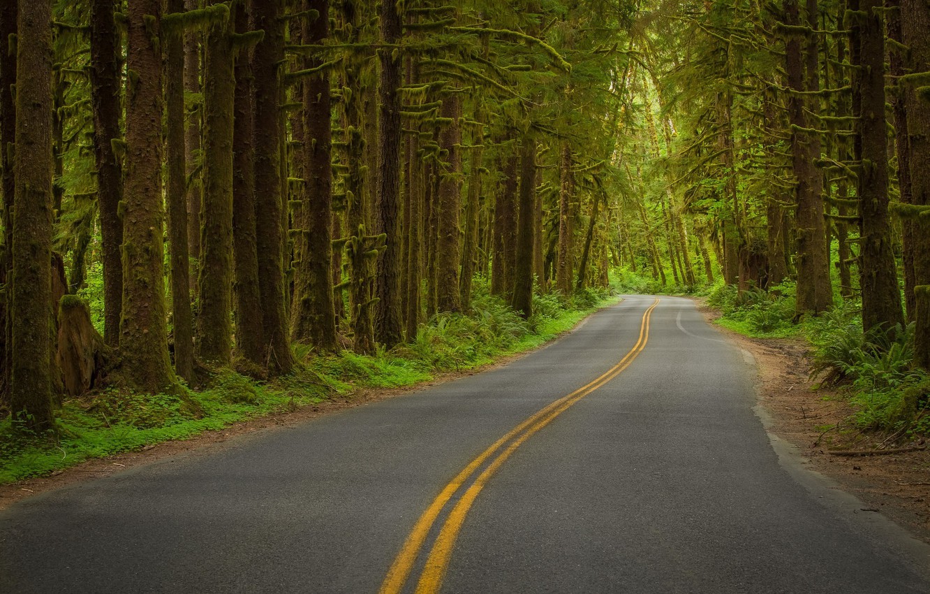 Photo Wallpaper Road, Forest, Nature, Track - Highway - HD Wallpaper 