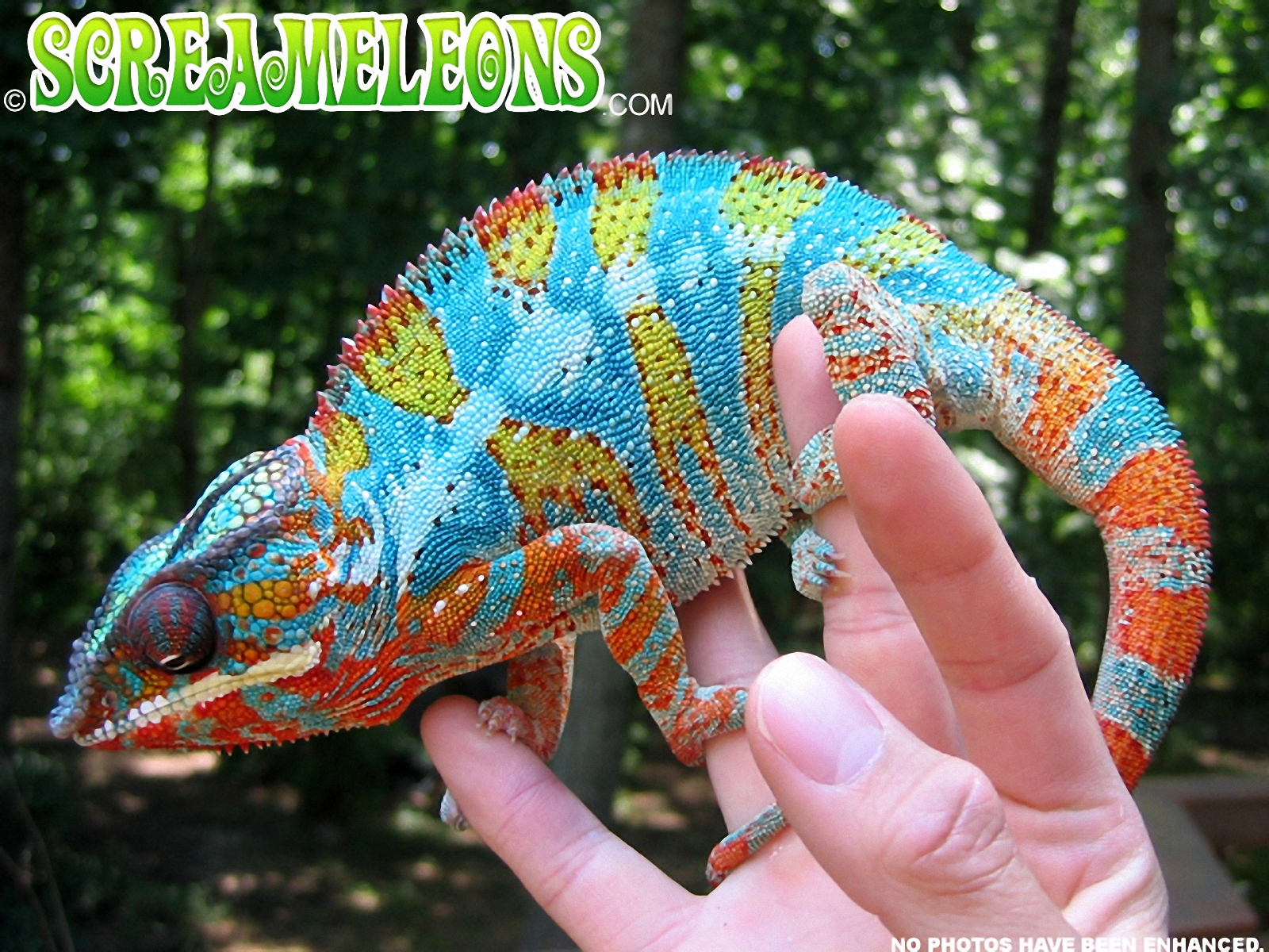 Blue And Red Panther Chameleon - HD Wallpaper 