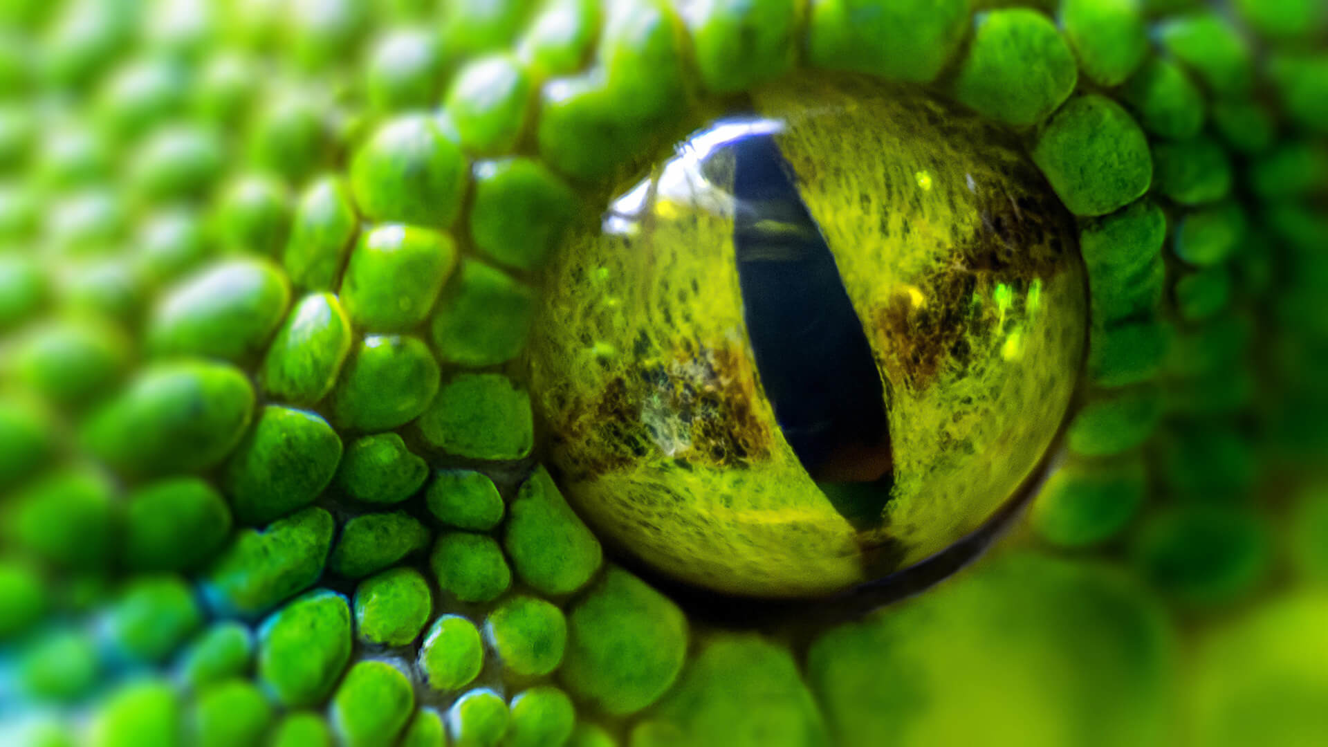 View Larger Image 
 Data Src Most Popular Snake Eye - Green Snake Eye - HD Wallpaper 