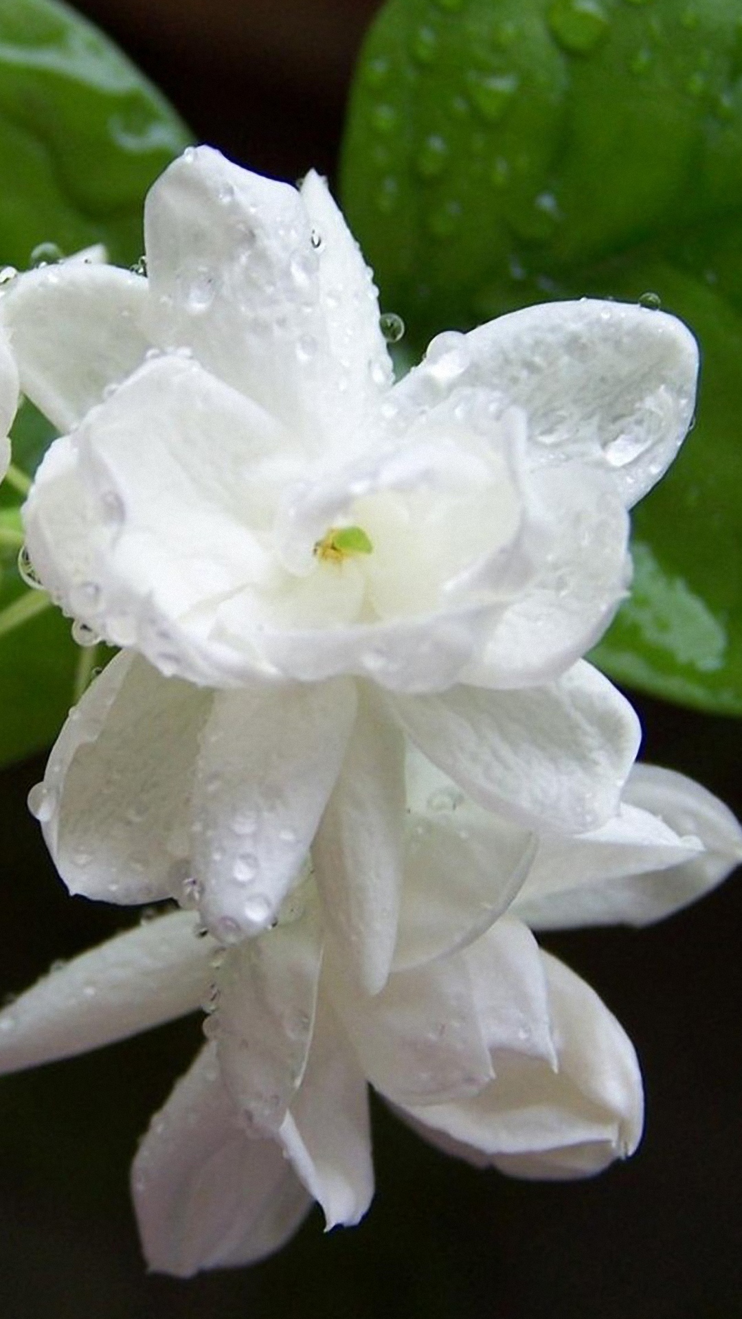 Hd Flori Flower Htc One M8 Wallpapers - Mini Mogra Flower - HD Wallpaper 