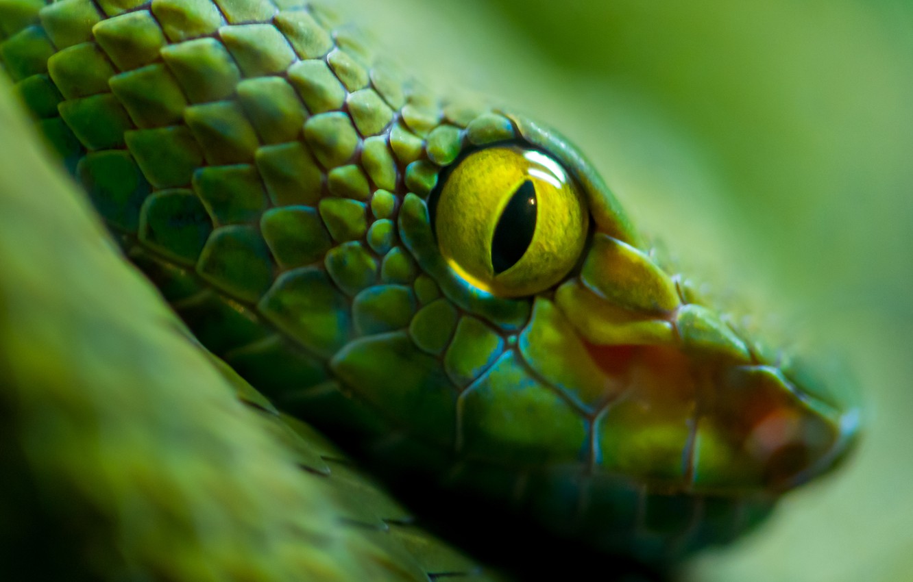 Photo Wallpaper Green, Snake, Eyes, Scales - Snakes Head On Top - HD Wallpaper 