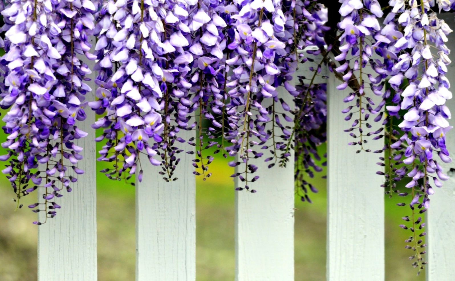 White Flower Purple Wisteria Pink Fence Flori Hd Wallpaper - White And Purple Wisteria - HD Wallpaper 