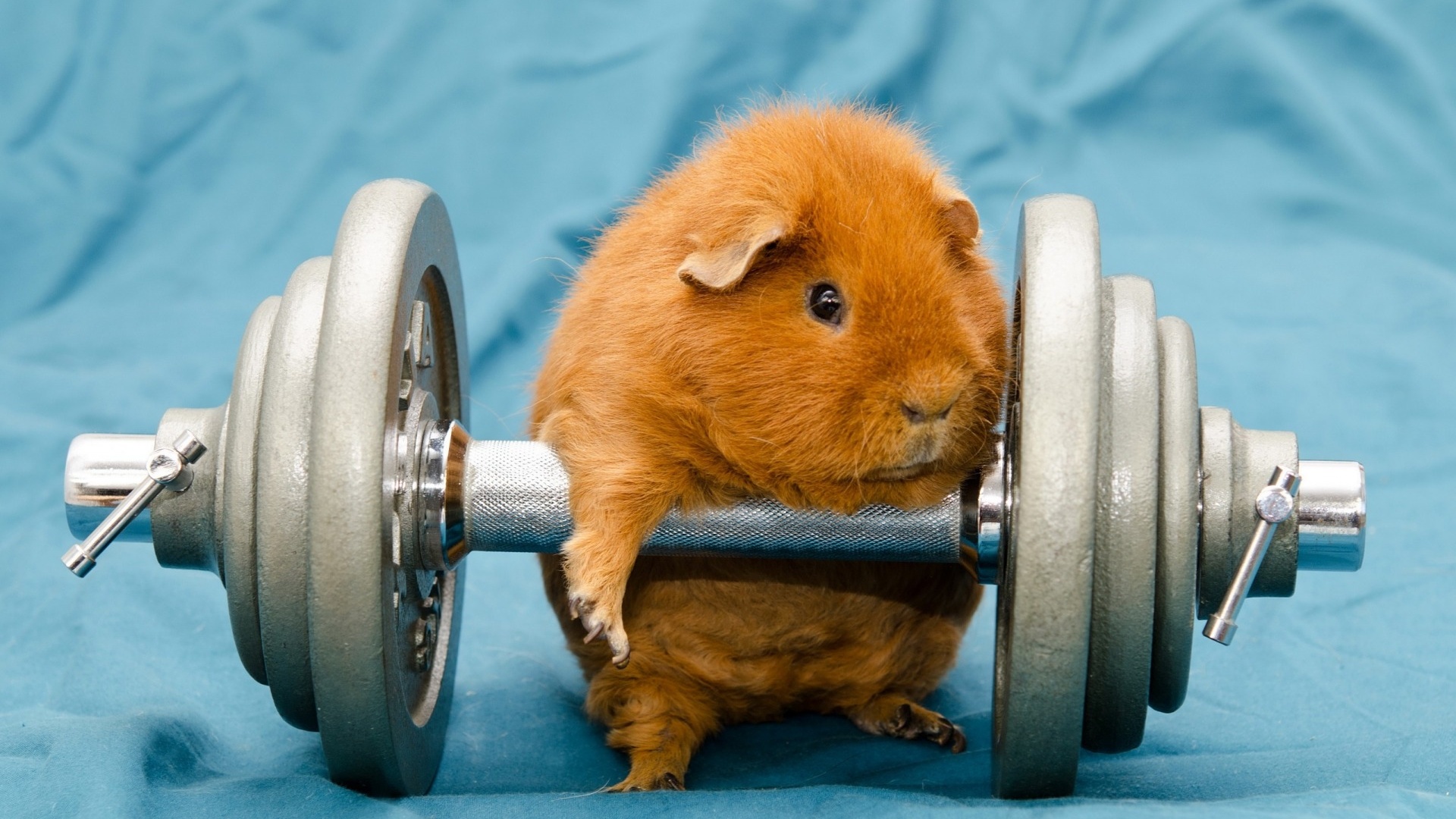 [​img] - Guinea Pigs Working Out - HD Wallpaper 