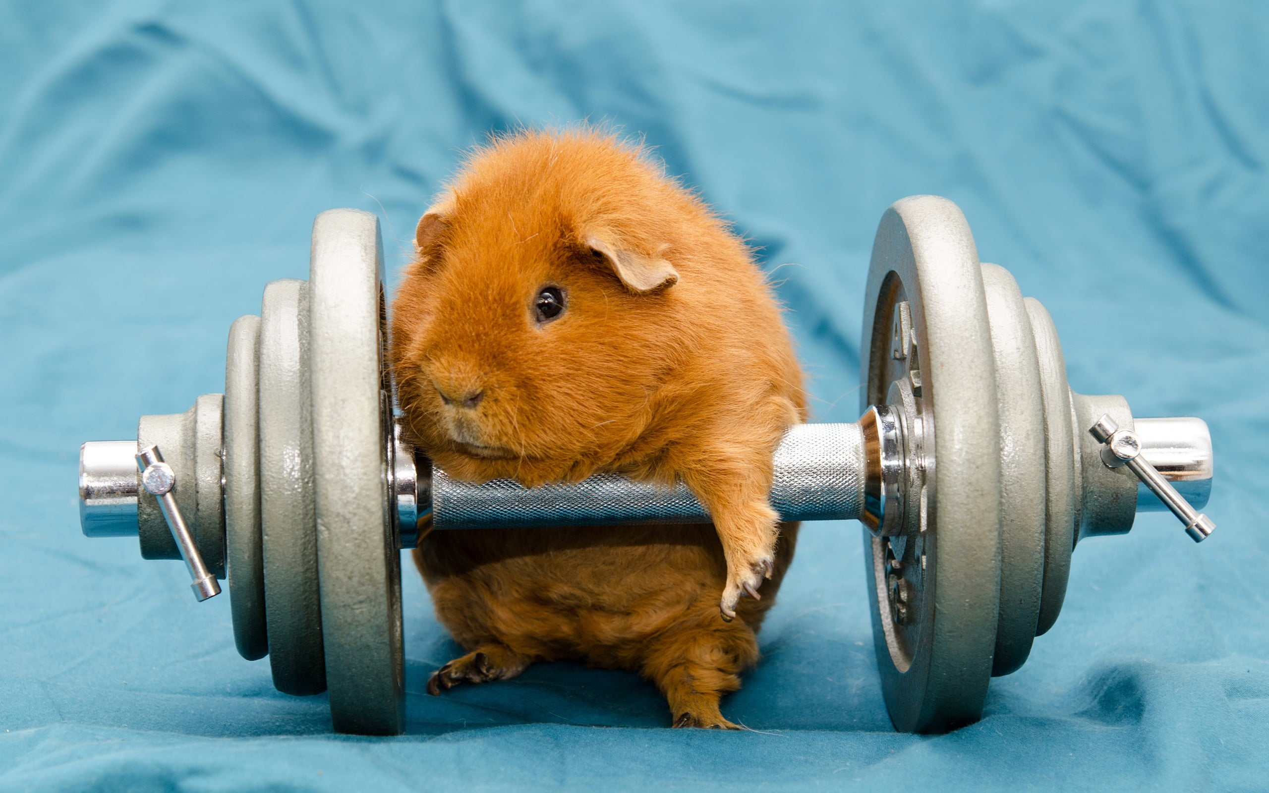 Guinea Pig Exercise 2560x1600 Wallpaper teahub.io