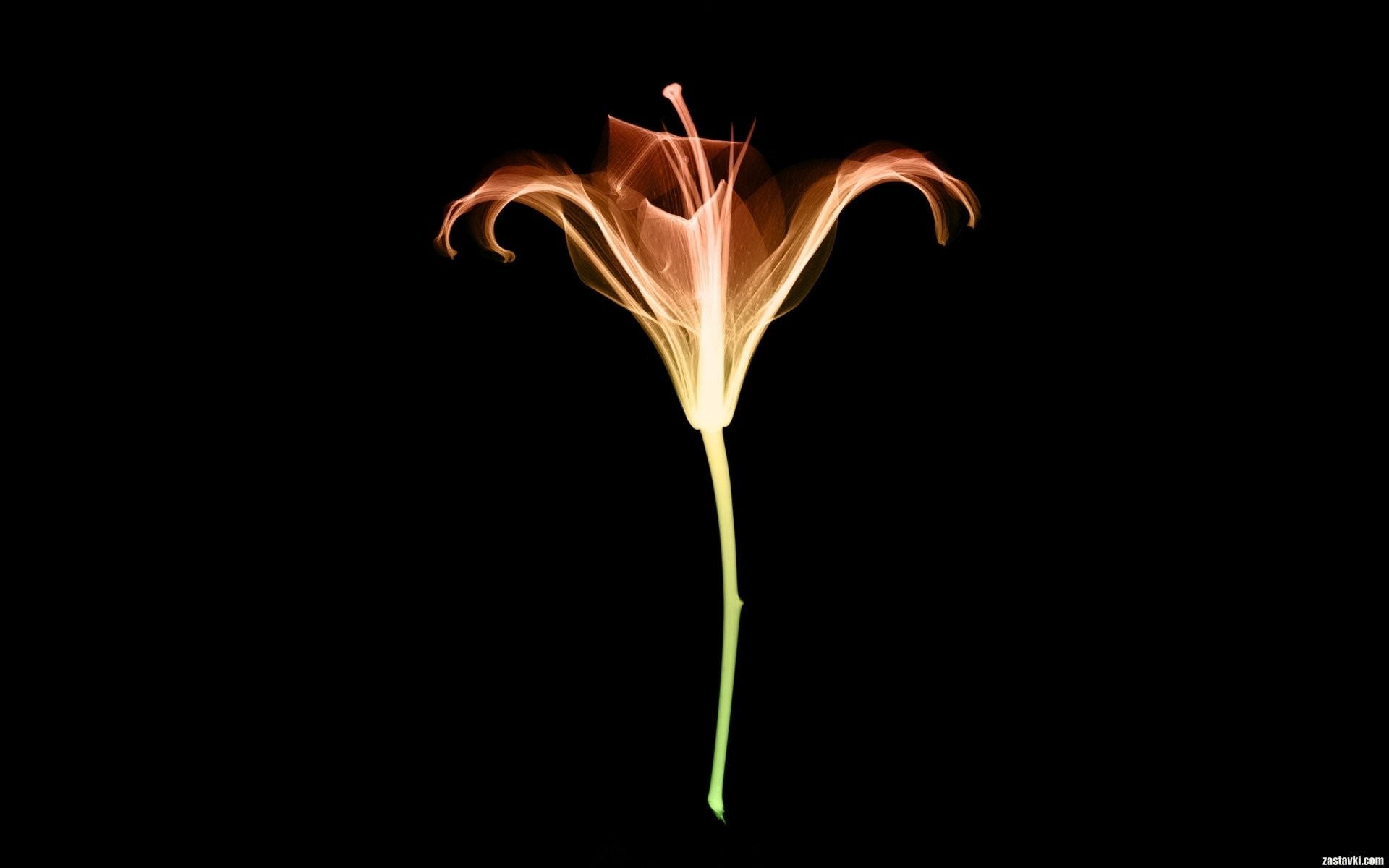 1920x1200, X Ray Wallpaper Wallpapers For Free Download - X Ray Flowers - HD Wallpaper 